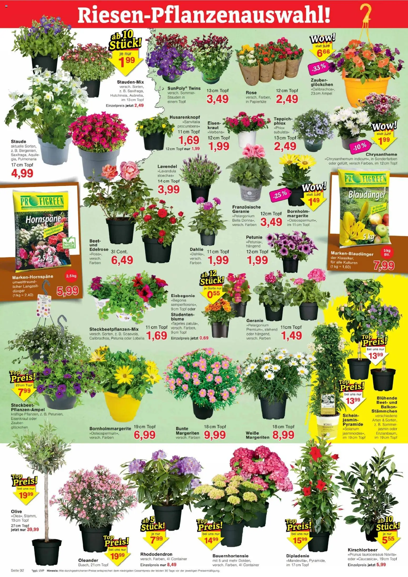 Jawoll Prospekt – gültig ab 13.04.2026 | Seite: 2 | Produkte: Teppich, Blumen, Kraut, Lavendel