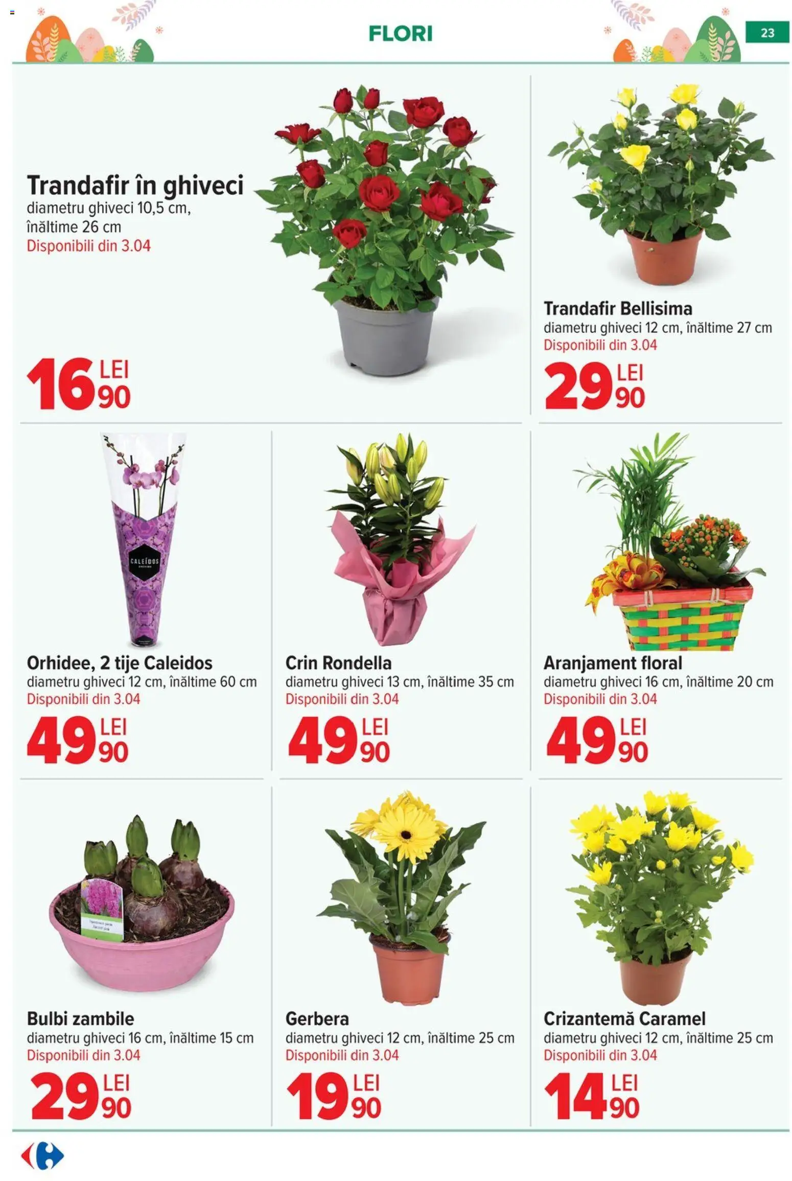 Noul catalog Carrefour – valabil de la 25.03.2026 | Pagină: 25 | Produse: Trandafir, Ghiveci