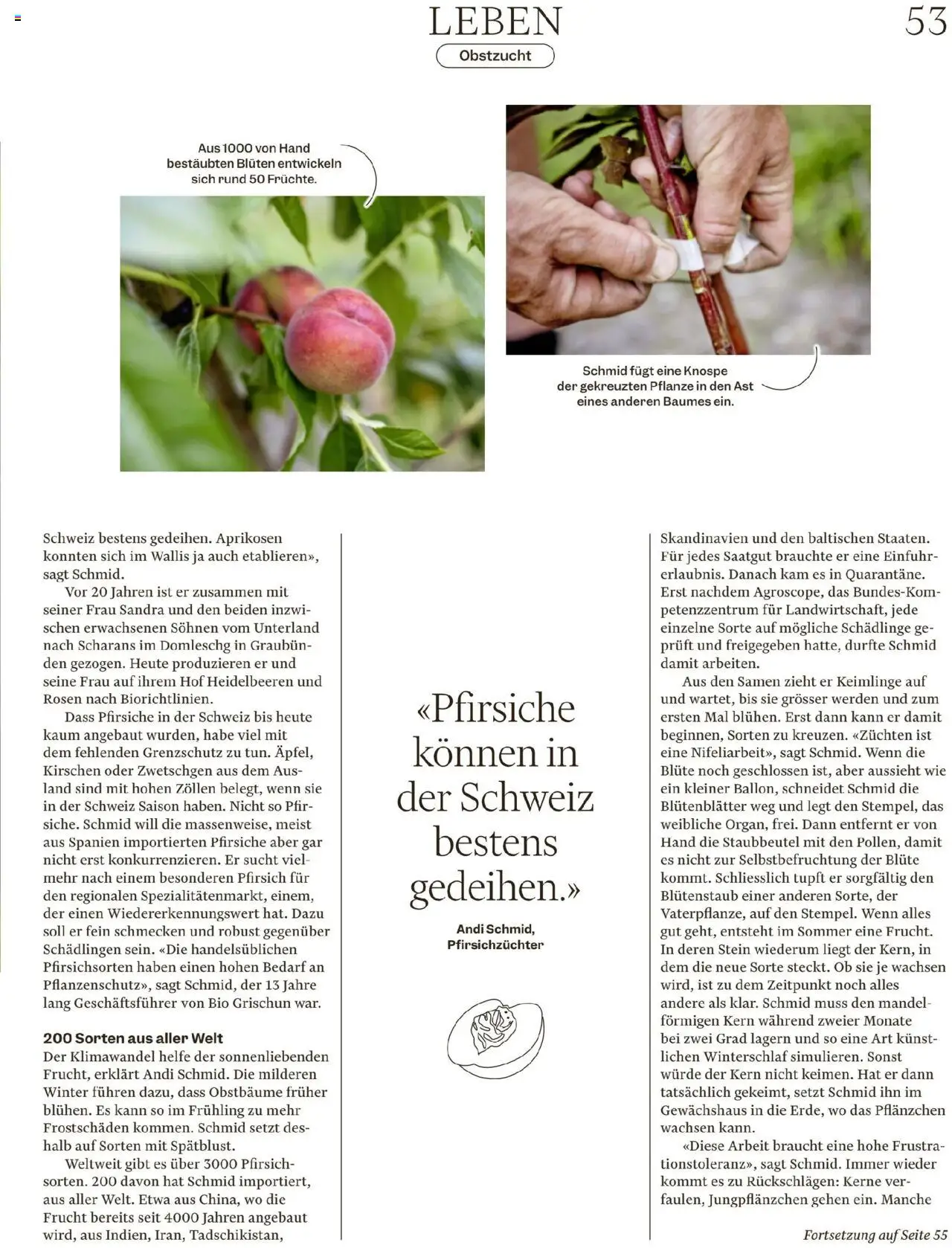 Migros - Magazin ab 12.08.2025 | Seite: 53 | Produkte: Zwetschgen, Kirschen, Pfirsich