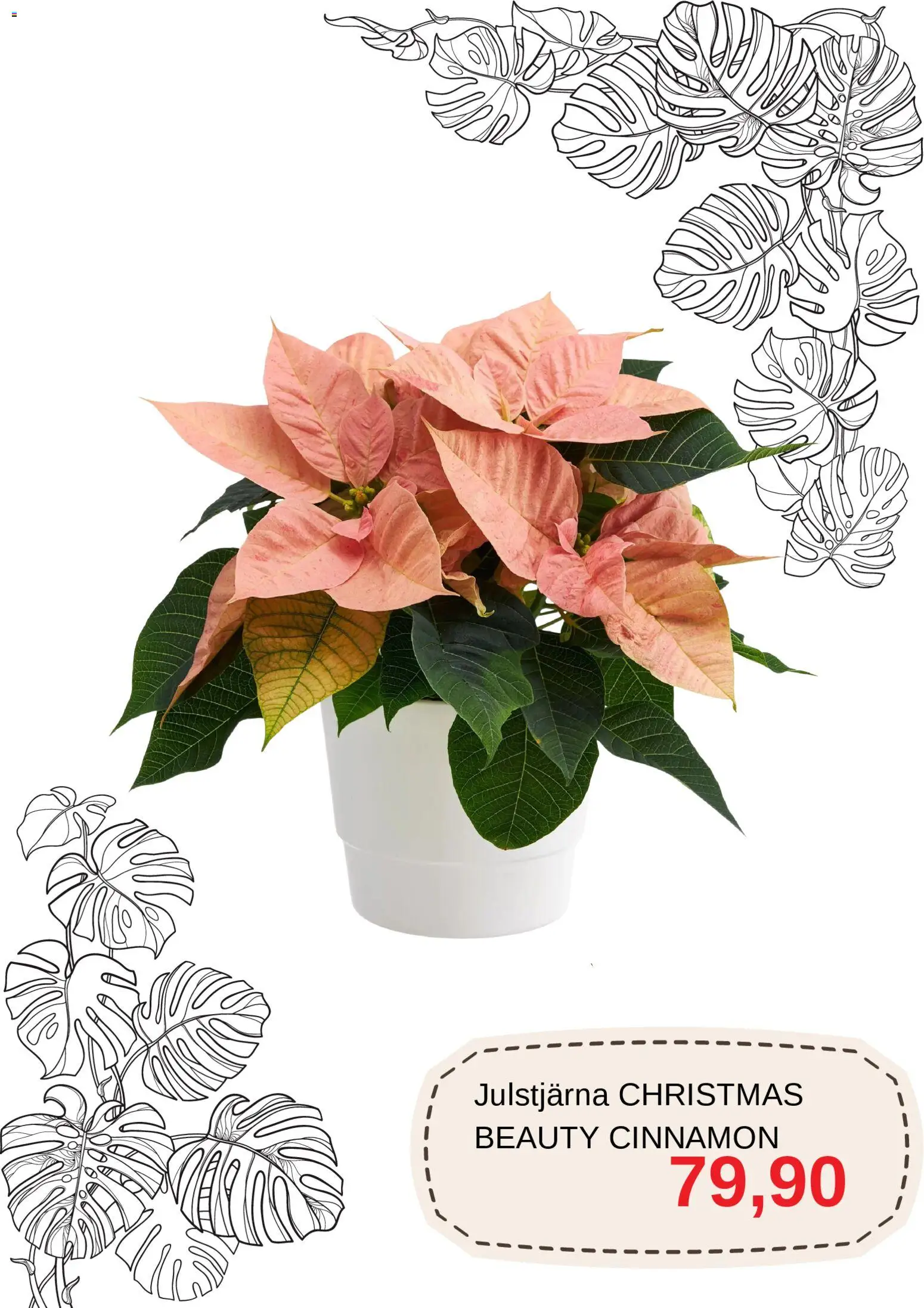 Blomsterlandet reklamblad aktuell från 01.12.2025 | Sida: 4