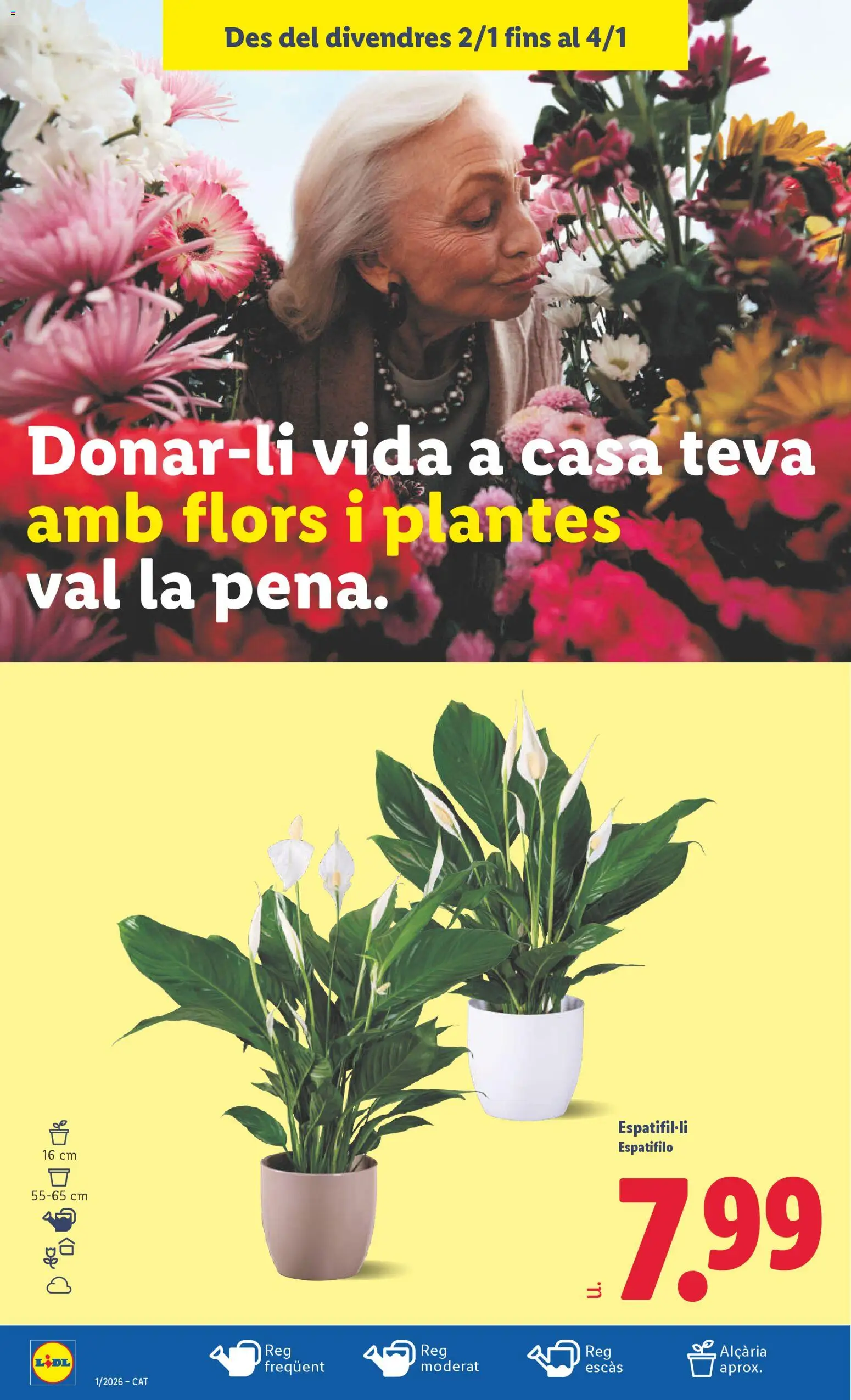 Lidl folleto │ válido desde el 29.12.2025 | Página: 32