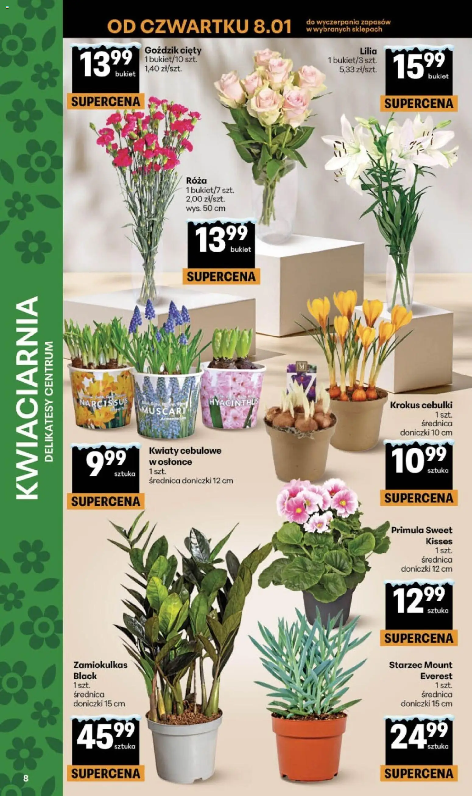Delikatesy Centrum Gazetka od 08.01.2026 | Strona: 8 | Produkty: Zamiokulkas, Goździk, Delikatesy, Kwiaty