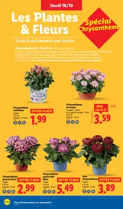 LIDL - Prévisualisation de Chrysanthème multifleur, L'unité, Ø 13 cm, Hauteur: 21-49 cm valide à partir de 16.10.2025 | Page: 36