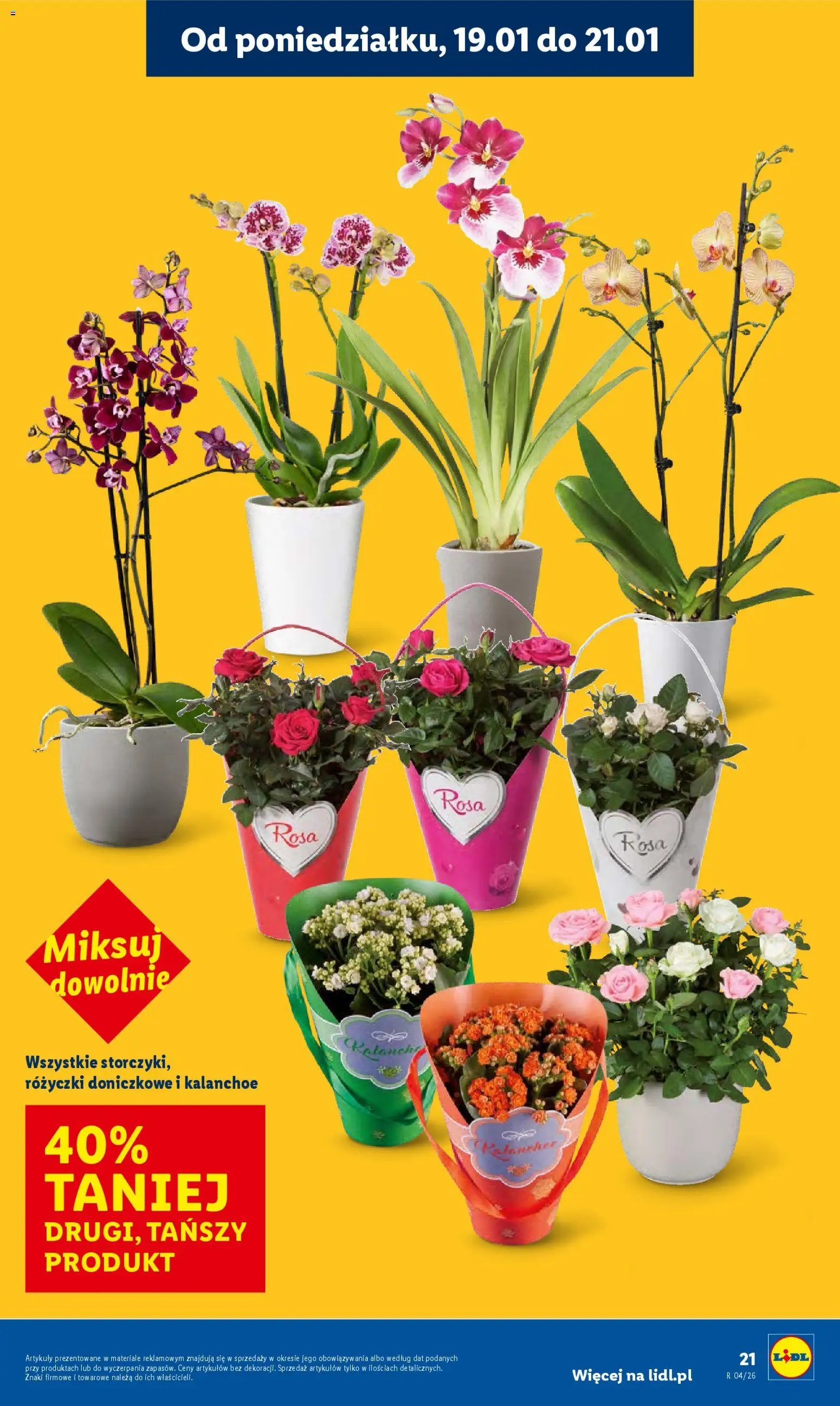 Lidl Gazetka od 19.01.2026 | Strona: 21 | Produkty: Kalanchoe