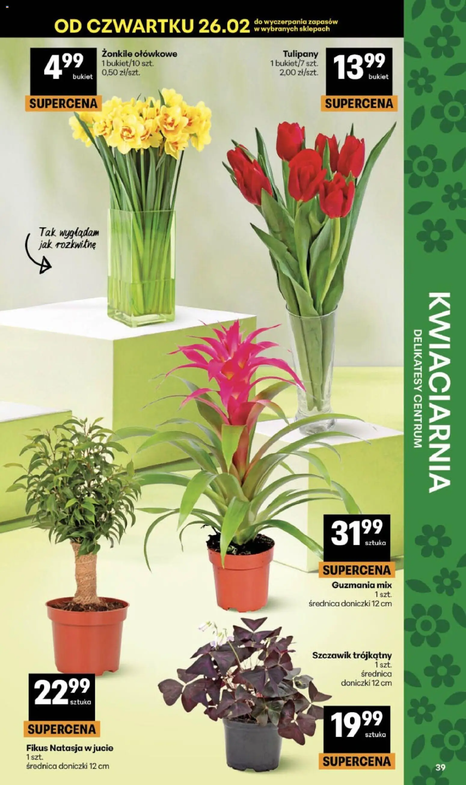 Delikatesy Centrum Gazetka od 26.02.2026 | Strona: 39 | Produkty: Delikatesy, Doniczki, Tulipany, Fikus