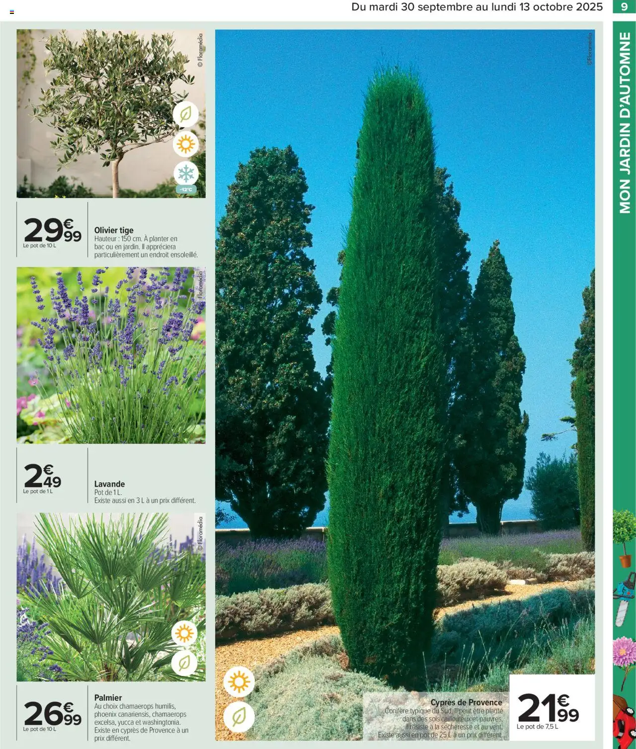  | Page: 11 | Produits: Lavande, Olivier, Palmier