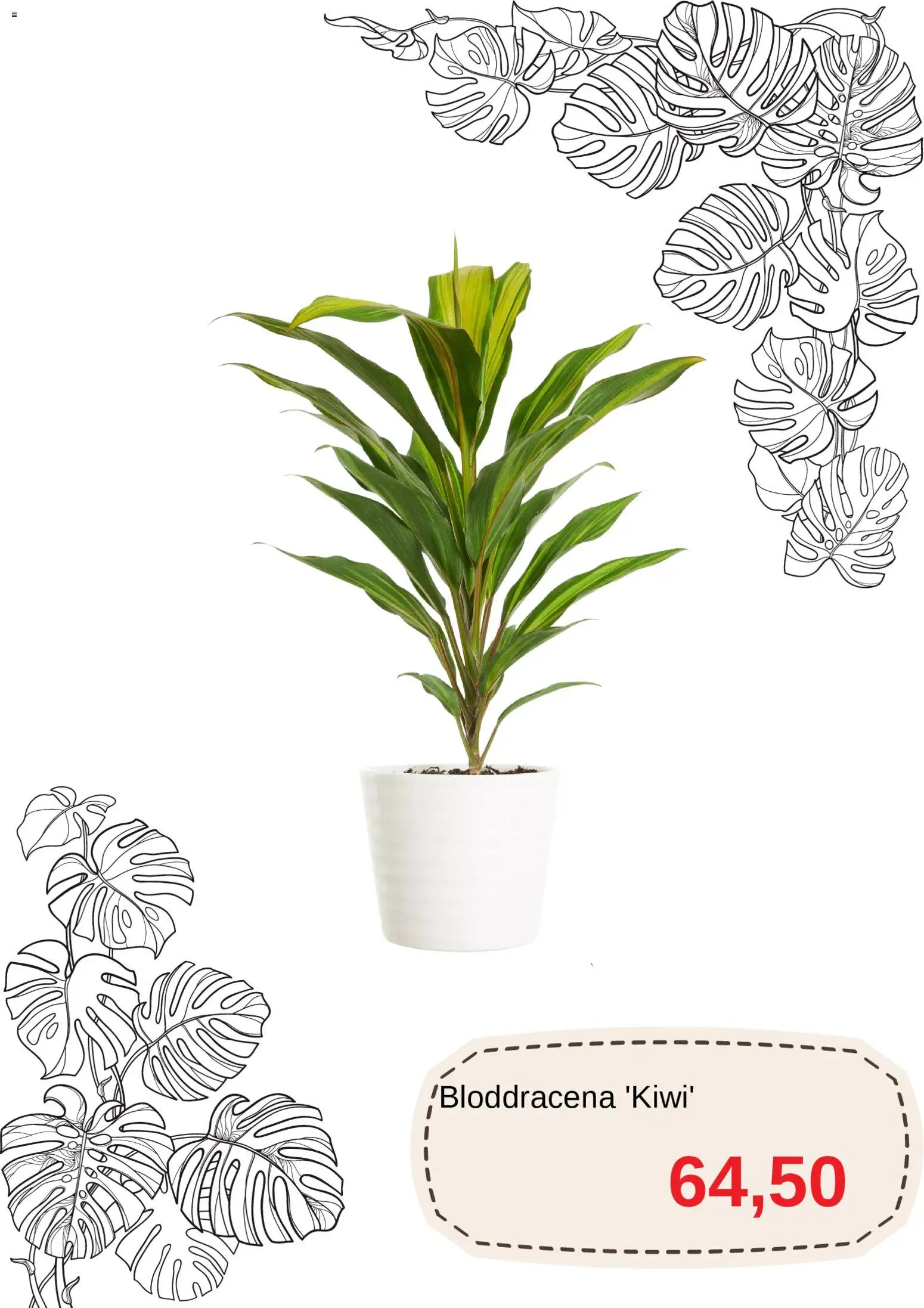 Blomsterlandet reklamblad aktuell från 15.01.2026 | Sida: 6