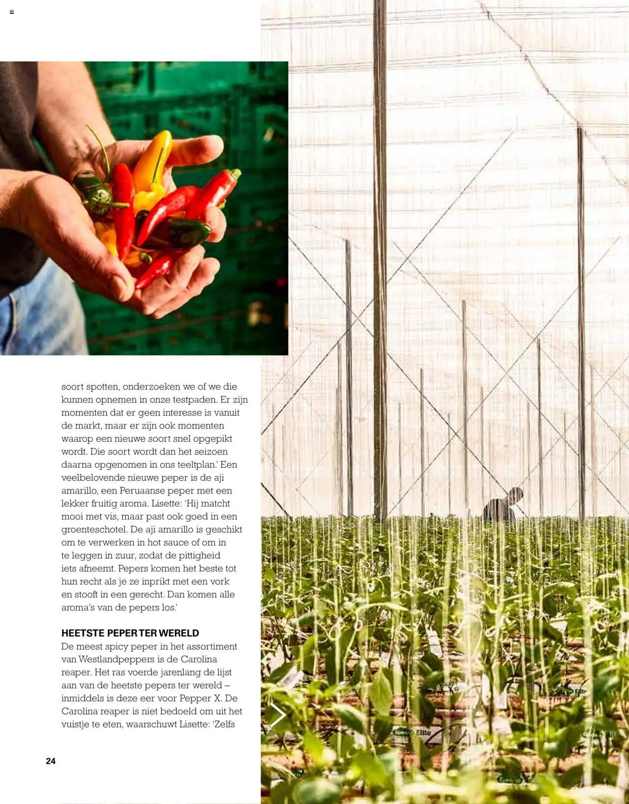  | Pagina: 24 | Producten: Peper, Pepers