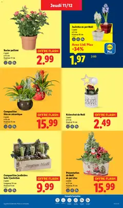 LIDL - Prévisualisation de Rosier pailleté, L'unité, Ø 12 cm, Hauteur 27 cm valide à partir de 11.12.2025 | Page: 41