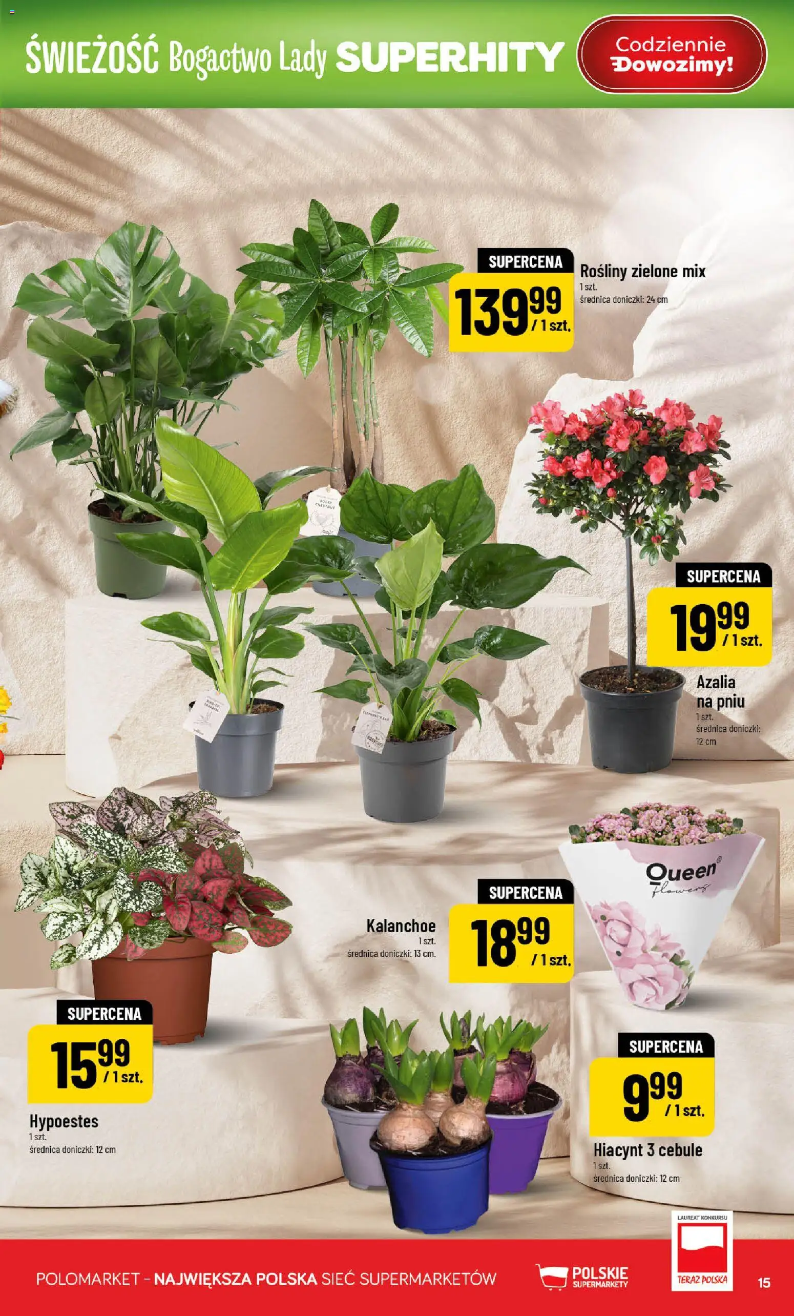 POLOmarket Gazetka od 25.02.2026 | Strona: 15 | Produkty: Rosliny, Doniczki, Kalanchoe, Cebule