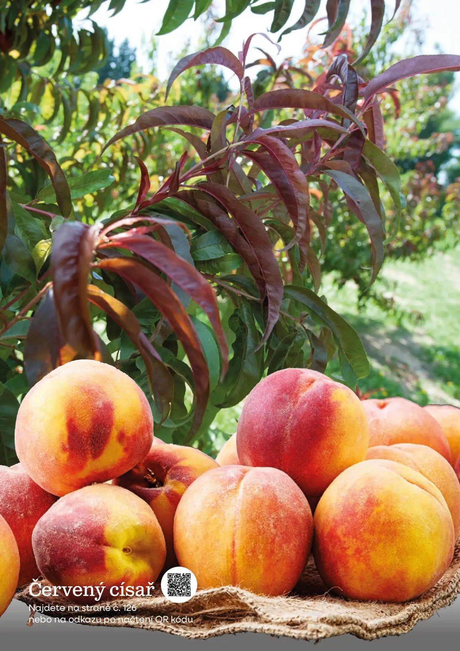 Starkl katalog od 25.02.2026 | Strana: 144