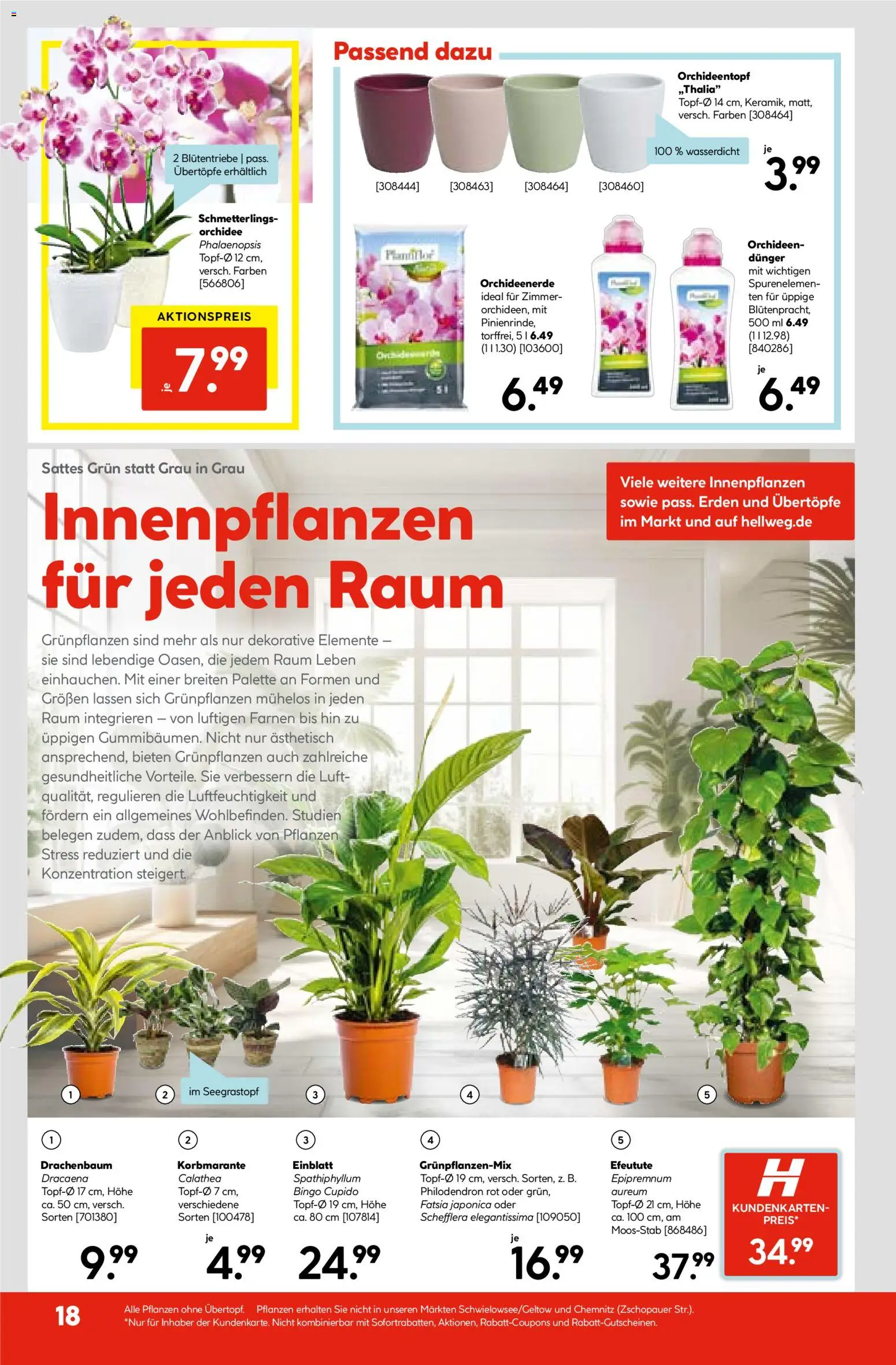 Hellweg Prospekt – gültig ab 29.12.2025 | Seite: 20 | Produkte: Orchidee