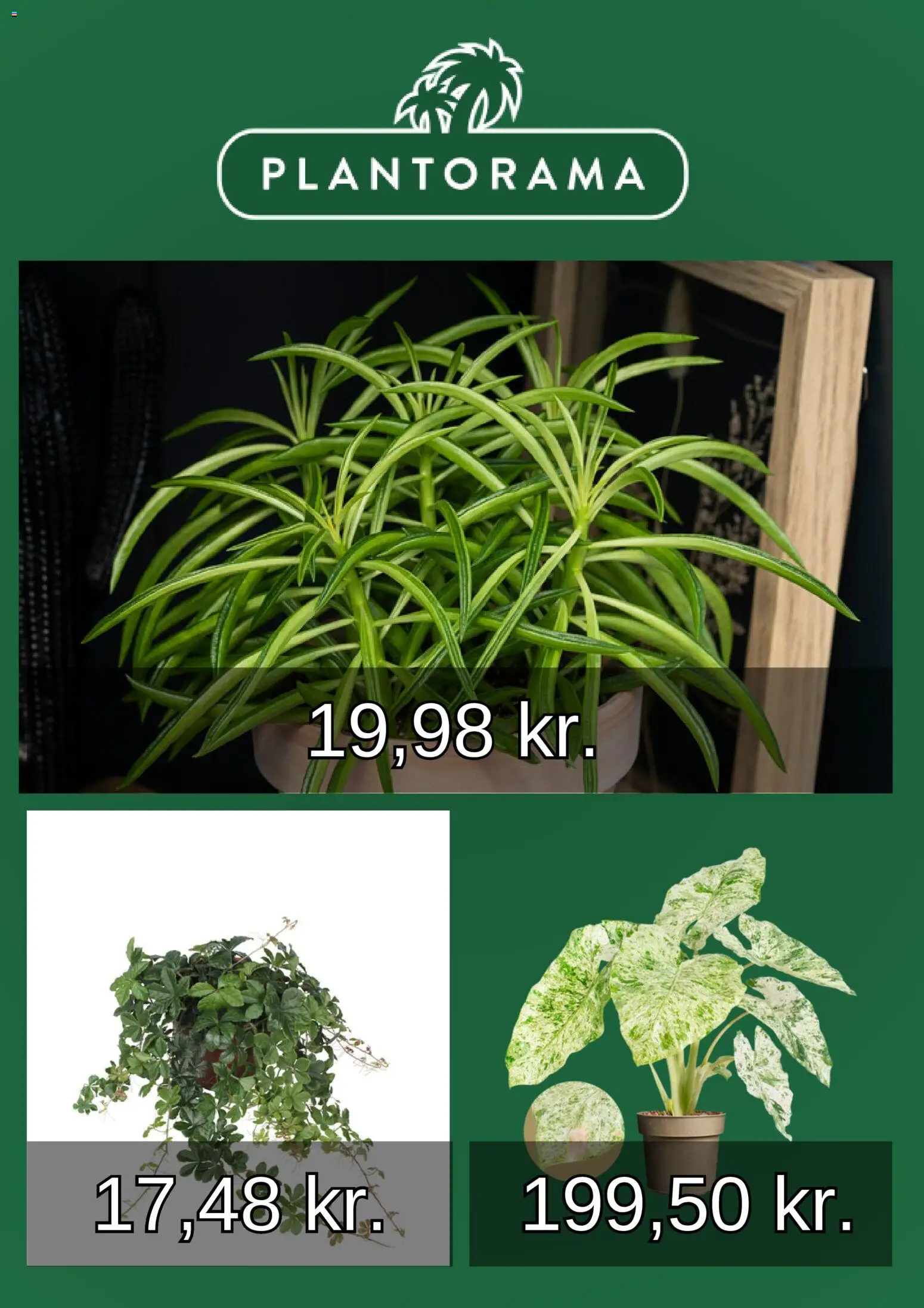 Plantorama tilbudsavis – gyldig fra 01.01.2026 | Side: 2