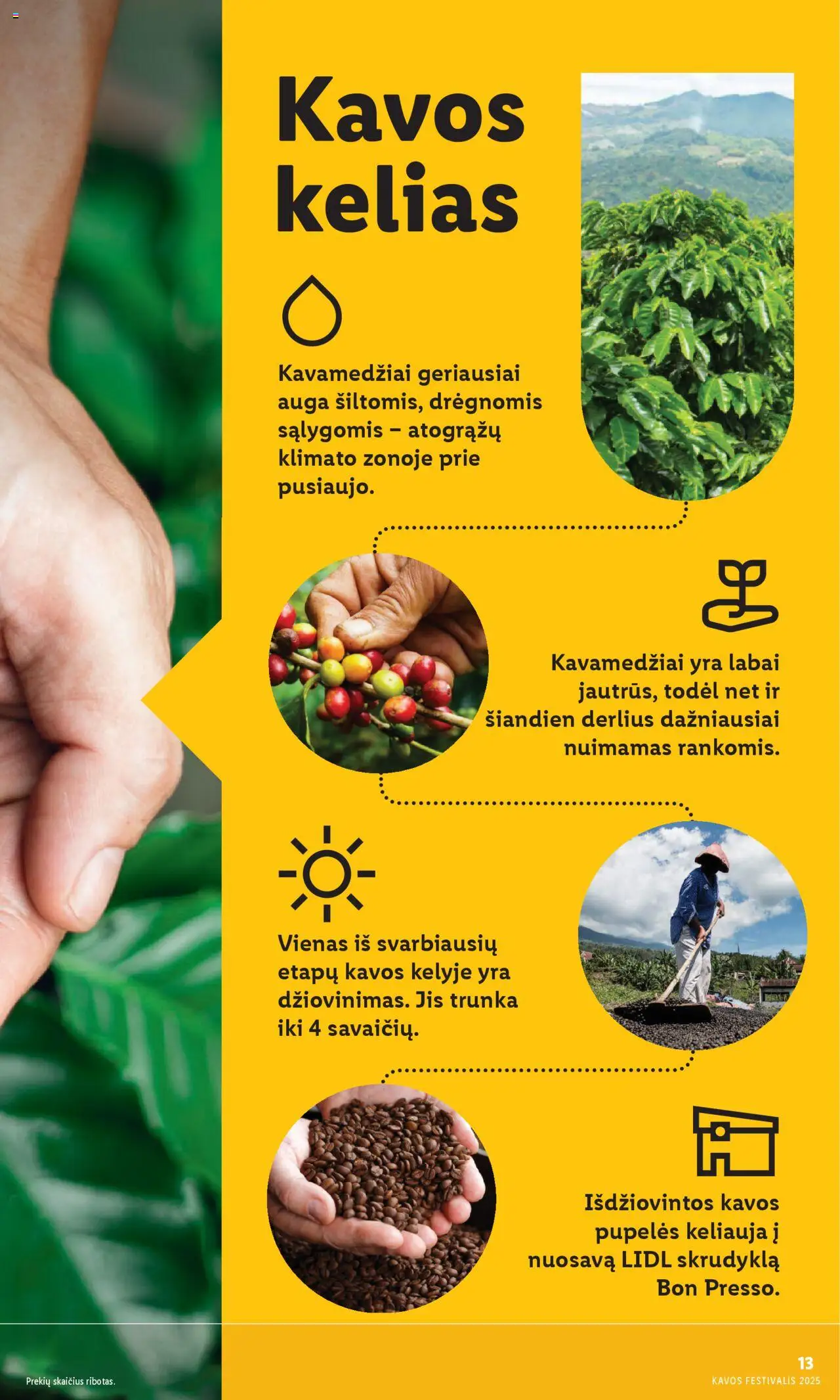 LIDL akcijos nuo 08.09.2025 | Puslapis: 13 | Prekių: Pupelės, Kavos pupelės