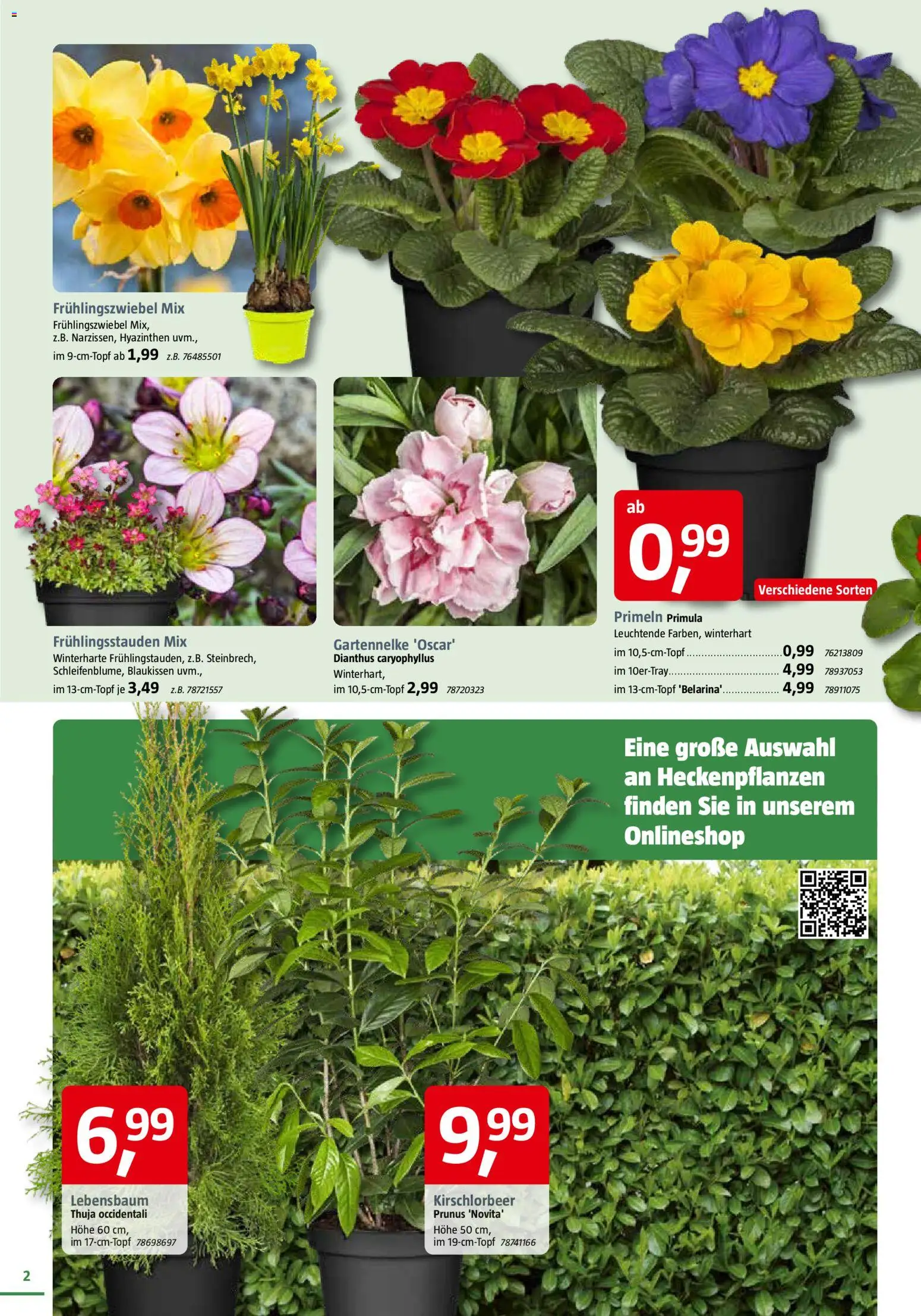 Bauhaus Prospekt 	 – gültig ab 28.02.2026 | Seite: 2 | Produkte: Frühlingszwiebel