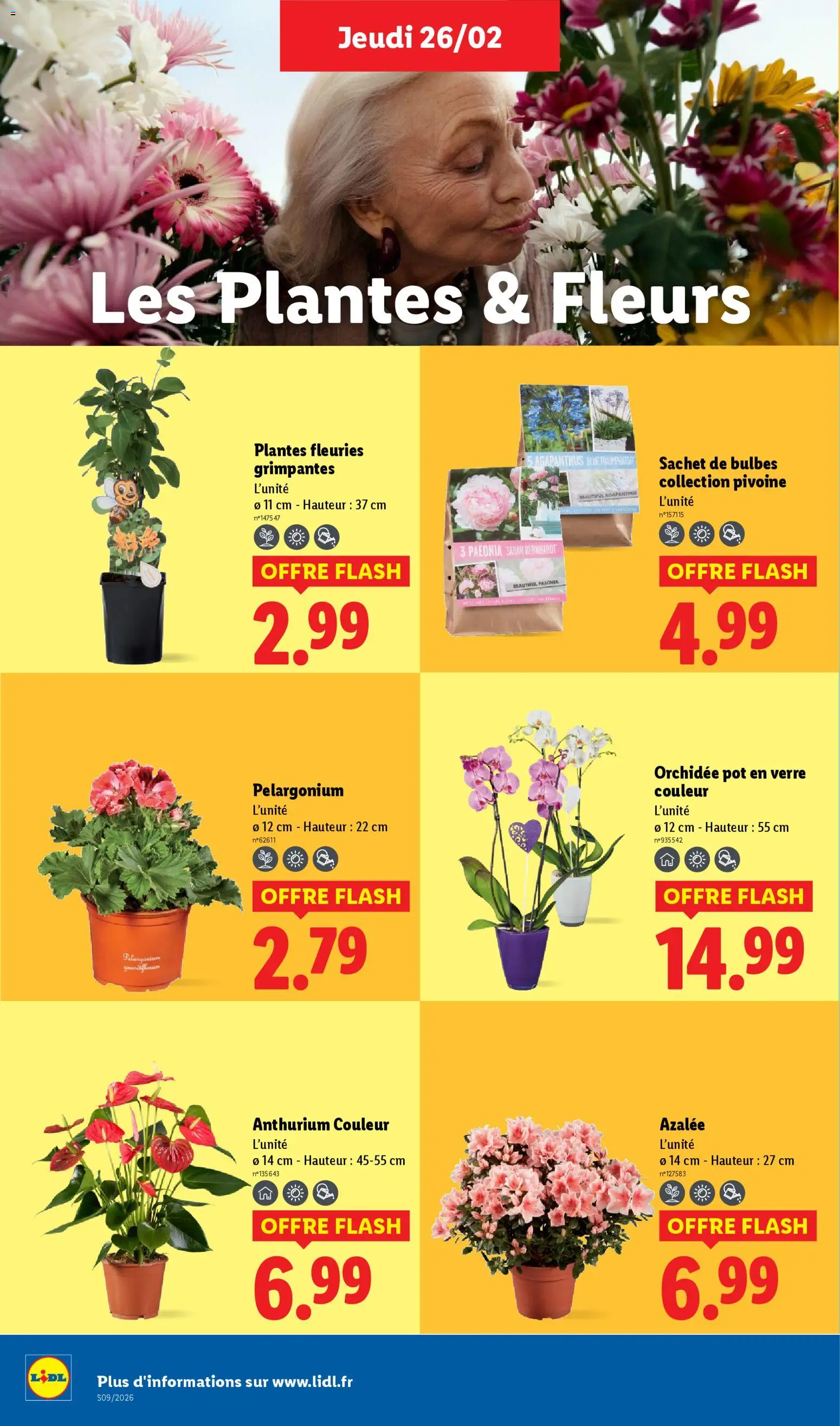 {H1} | Page: 28 | Produits: Plantes, Orchidée
