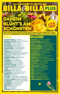 Billa Blumen ab 09.04.2026 gültig