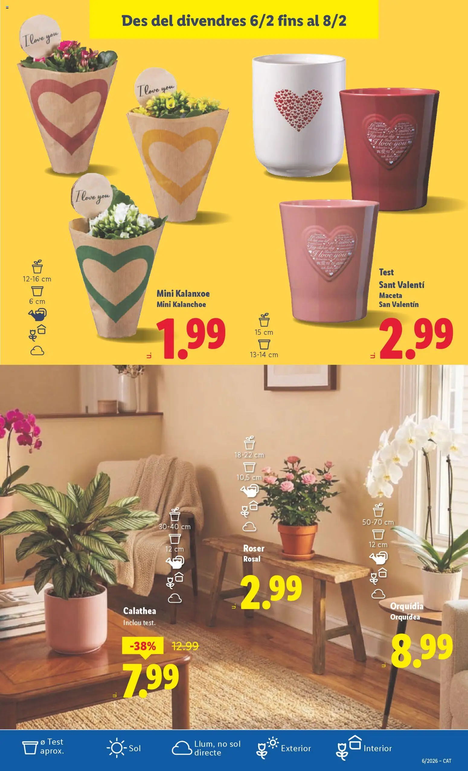 Lidl folleto │ válido desde el 02.02.2026 | Página: 37 | Productos: Maceta