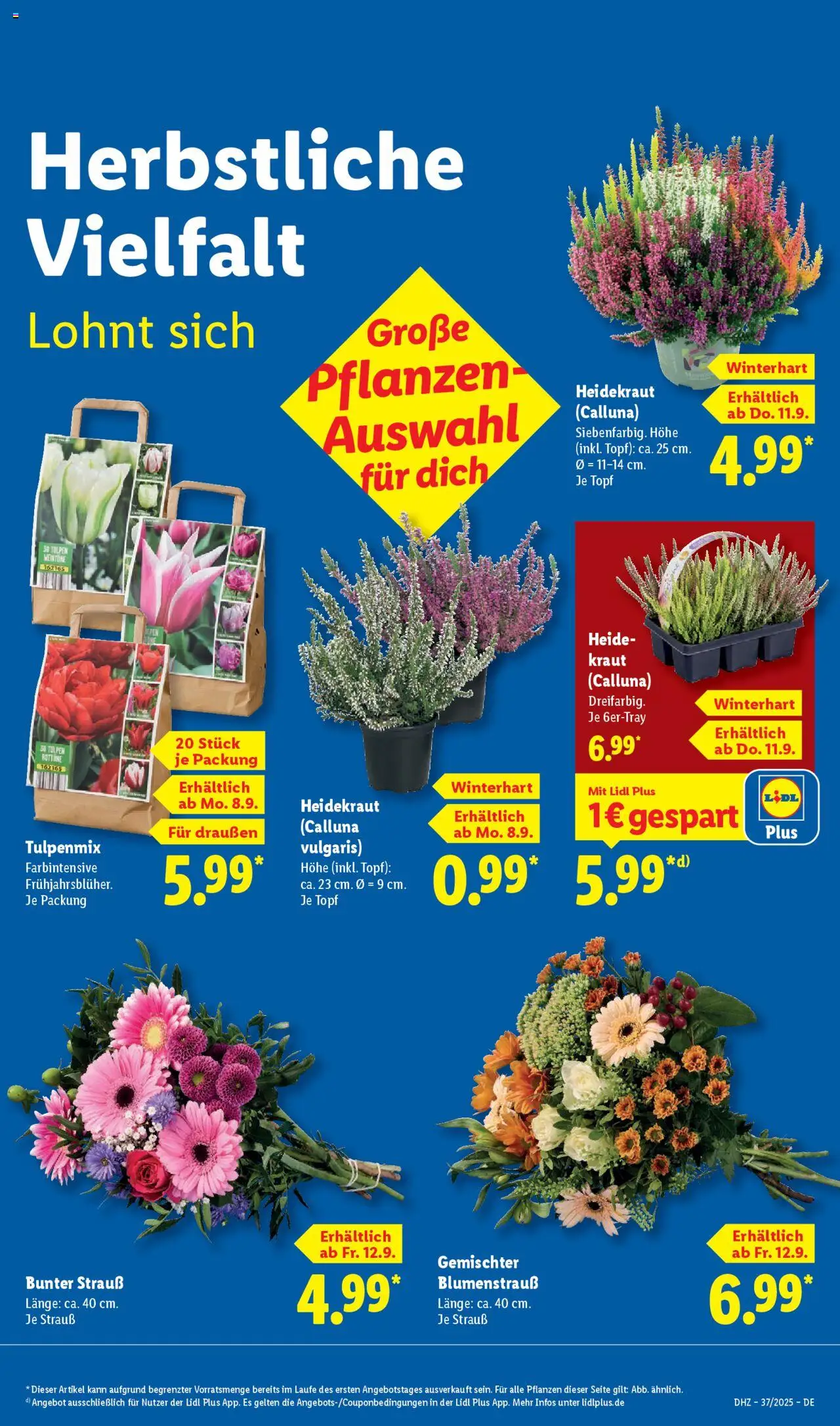 Lidl Prospekt Trier-West	 - gültig ab dem 08.09.2025 | Seite: 9 | Produkte: Kraut