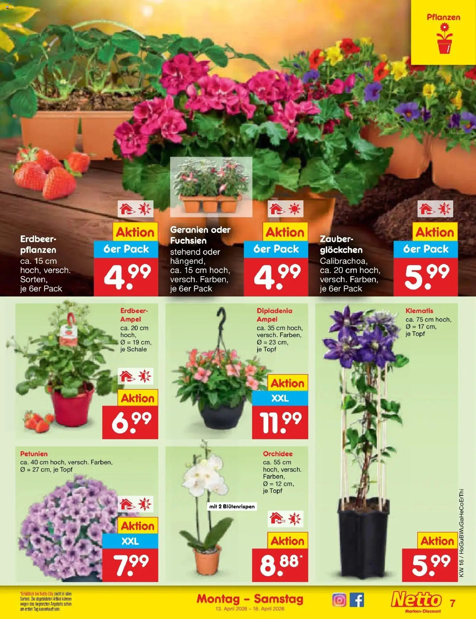 Netto Marken-Discount Prospekt Bitterfeld-Wolfen	 – gültig ab 13.04.2026 | Seite: 9 | Produkte: Orchidee, Geranien