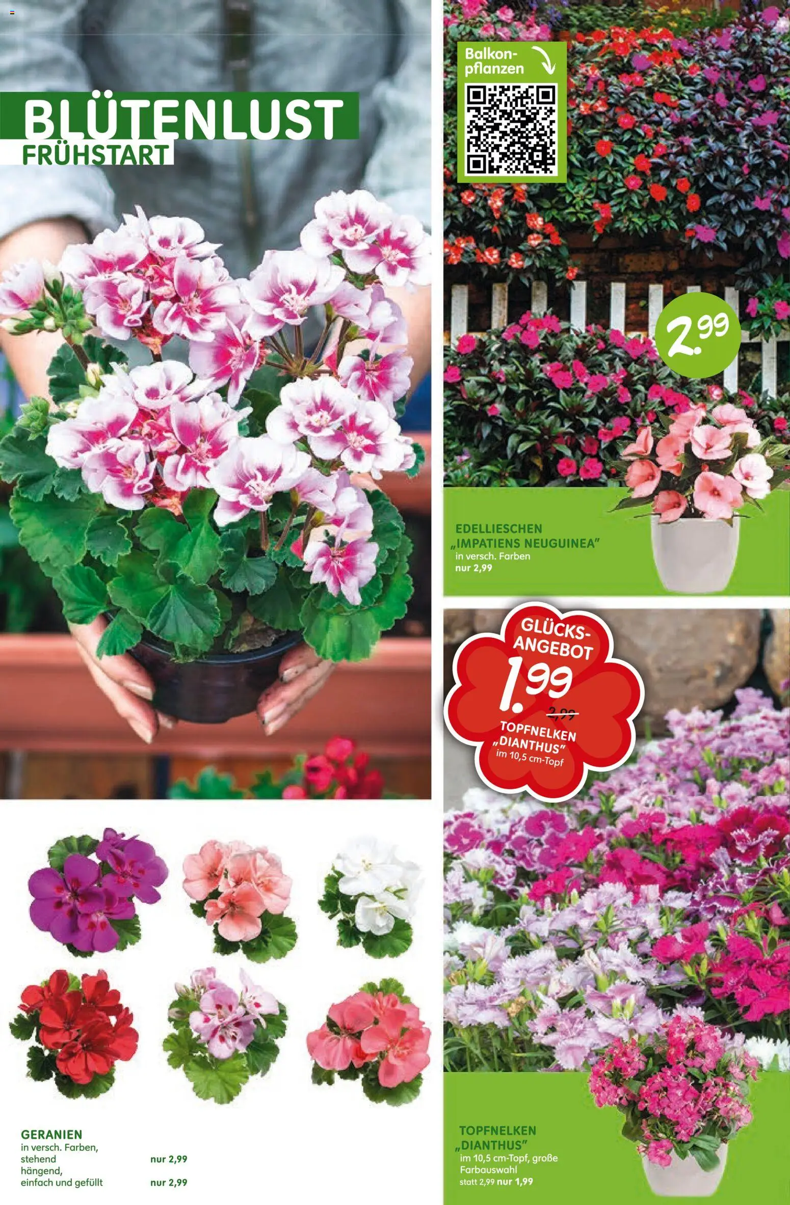 Blumen Risse Prospekt Blumenmarkt – gültig ab 16.04.2026 | Seite: 4 | Produkte: Geranien