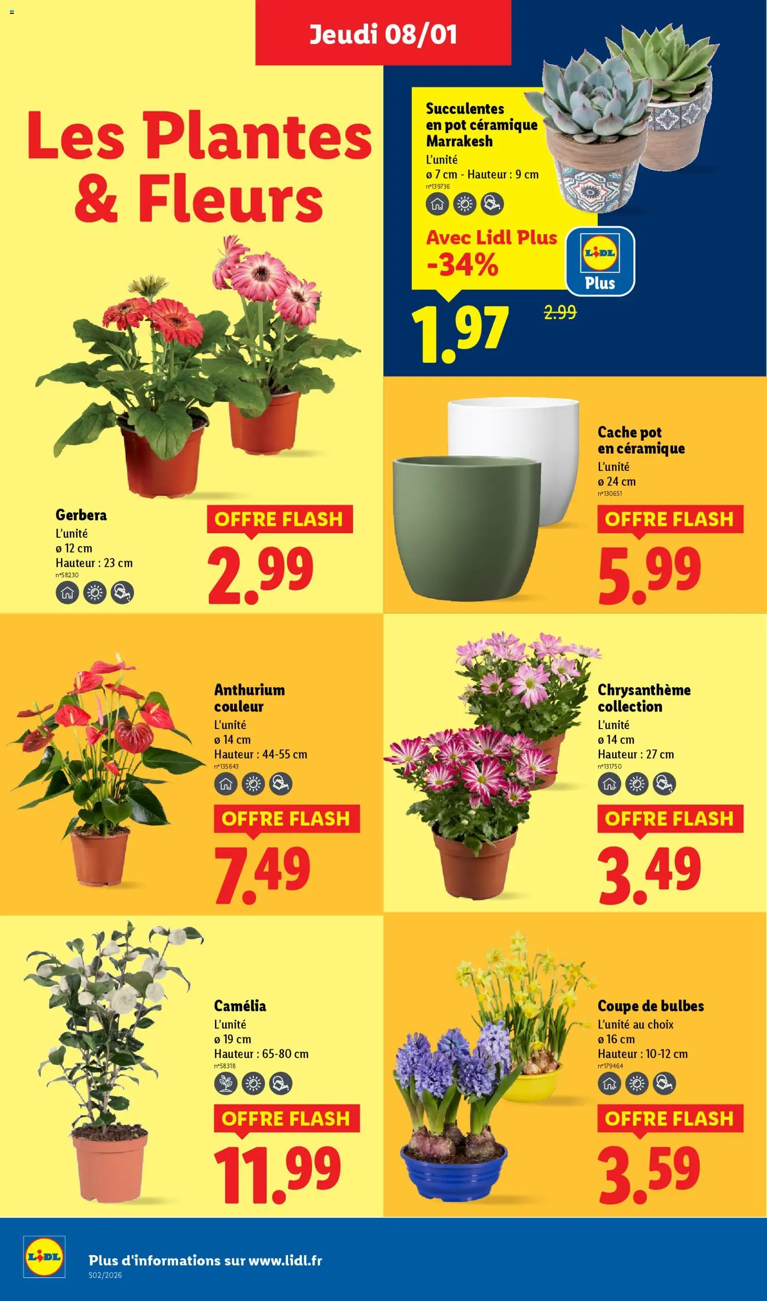 {H1} | Page: 28 | Produits: Camelia, Plantes, Chrysanthème