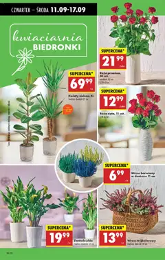 Wrzos barwiony, w doniczce 11 cm od 11.09.2025 | Strona: 30