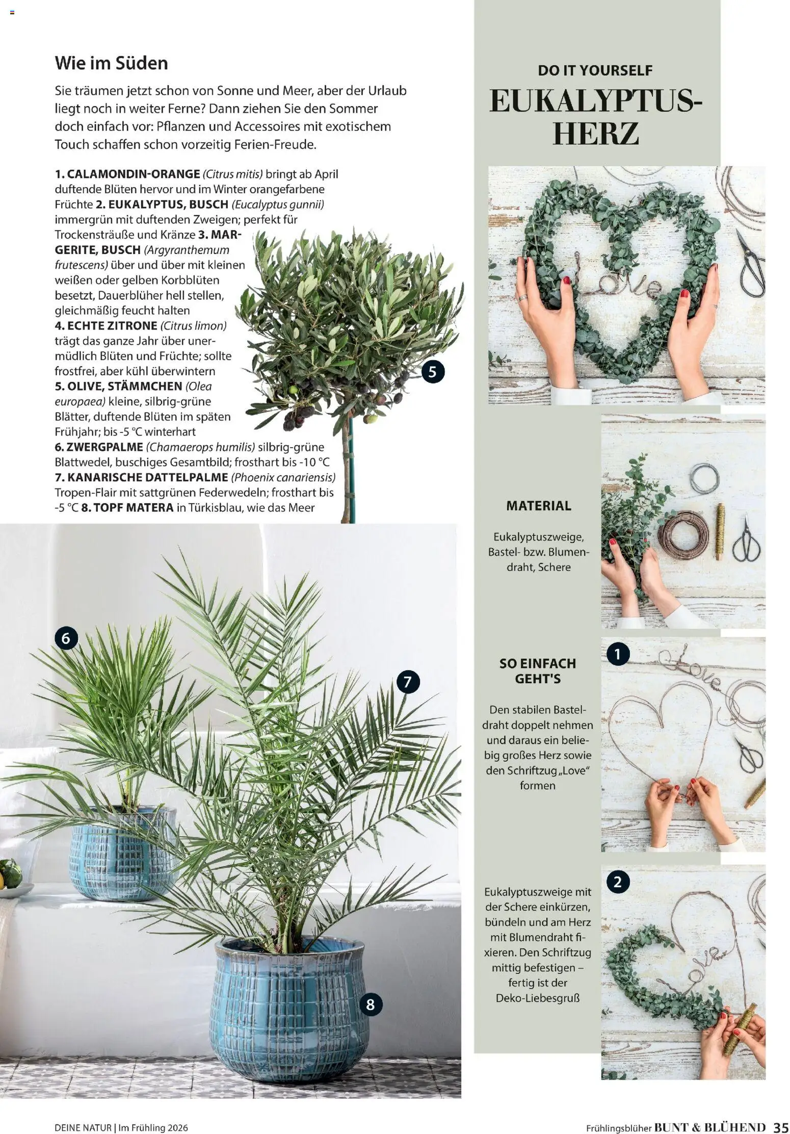 Dehner Flugblatt gültig ab 05.03.2026 | Seite: 35 | Produkte: Zitrone