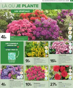 Carrefour - Prévisualisation de Carrefour Jardin valide à partir de 20.02.2026 | Page: 7 | Produits: Hortensia, Camelia, Rhododendron
