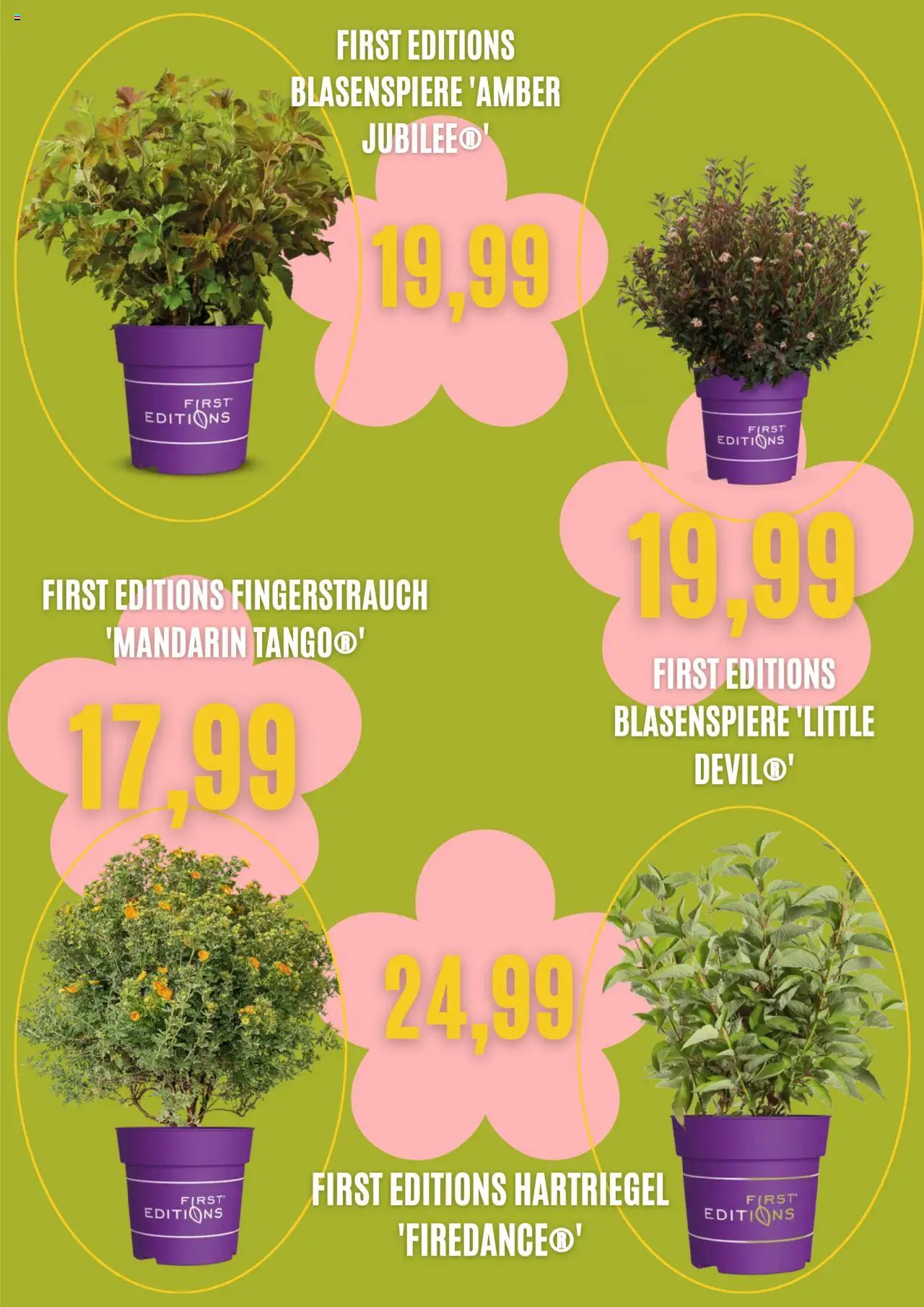 Blumen Risse Prospekt 	 – gültig ab 03.09.2025 | Seite: 3