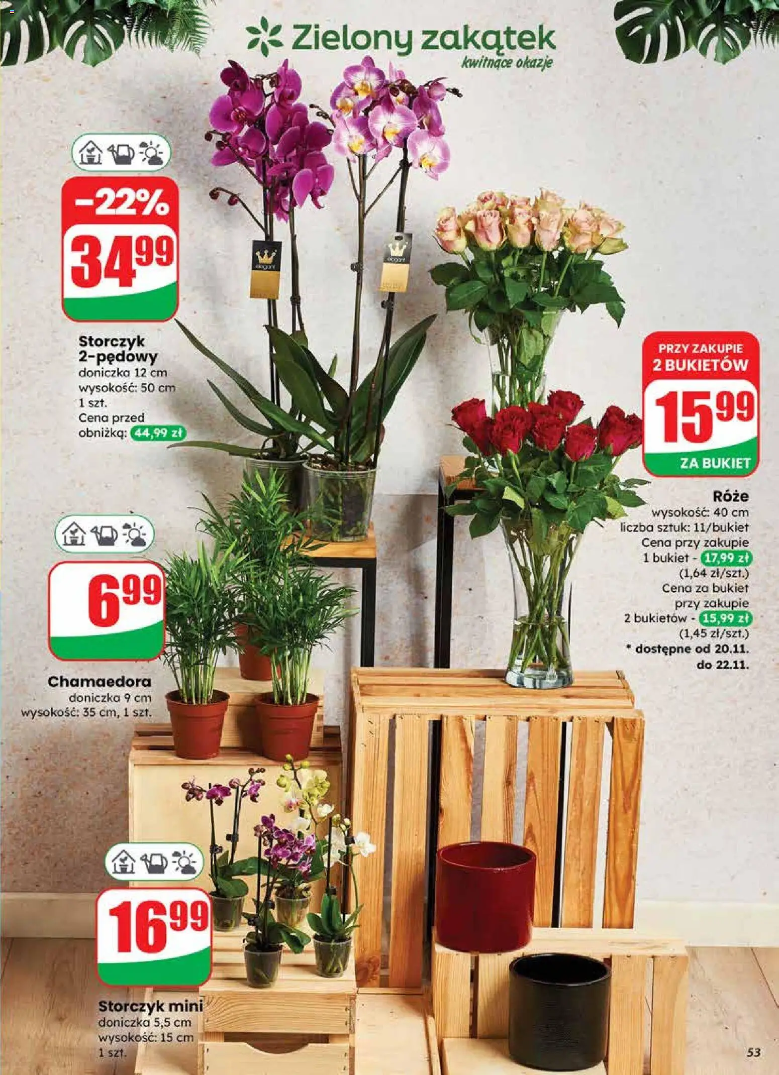 Dino Gazetka od 19.11.2025 | Strona: 53 | Produkty: Doniczka, Storczyk