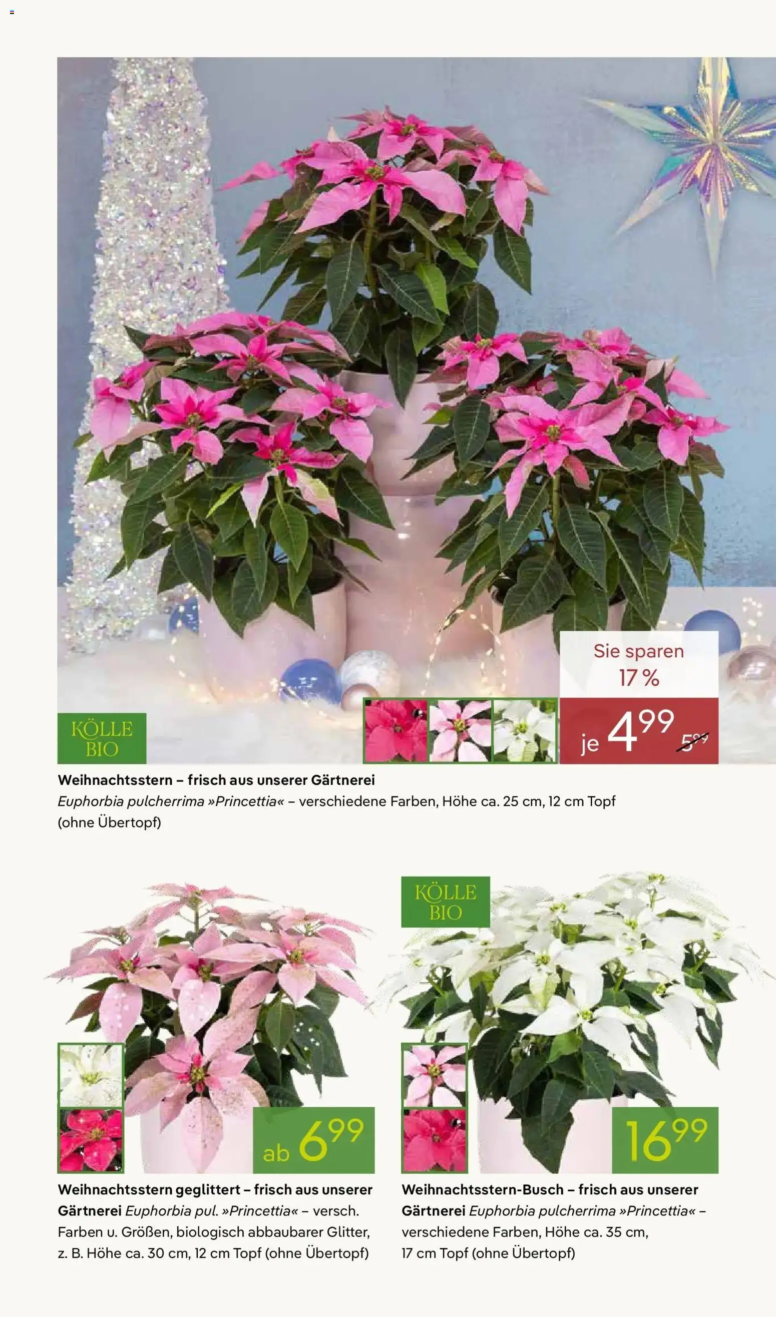 Pflanzen-Kölle Winterzauber erleben – gültig ab 03.11.2025 | Seite: 2