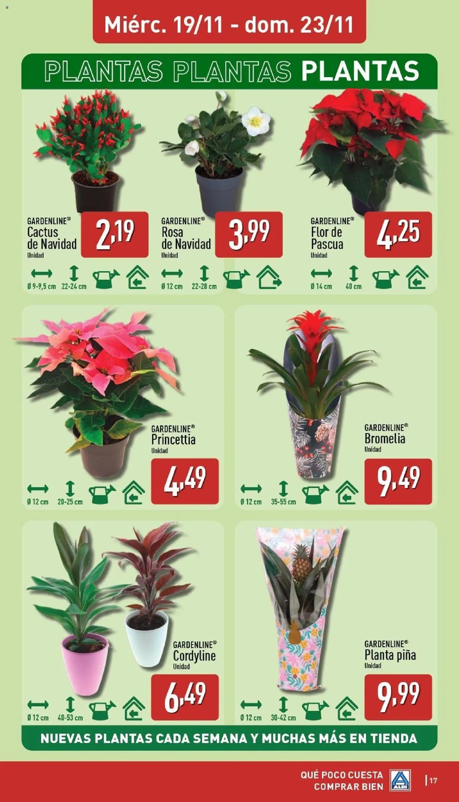 Aldi folleto Baleares │ válido desde el 17.11.2025 | Página: 17 | Productos: Piña