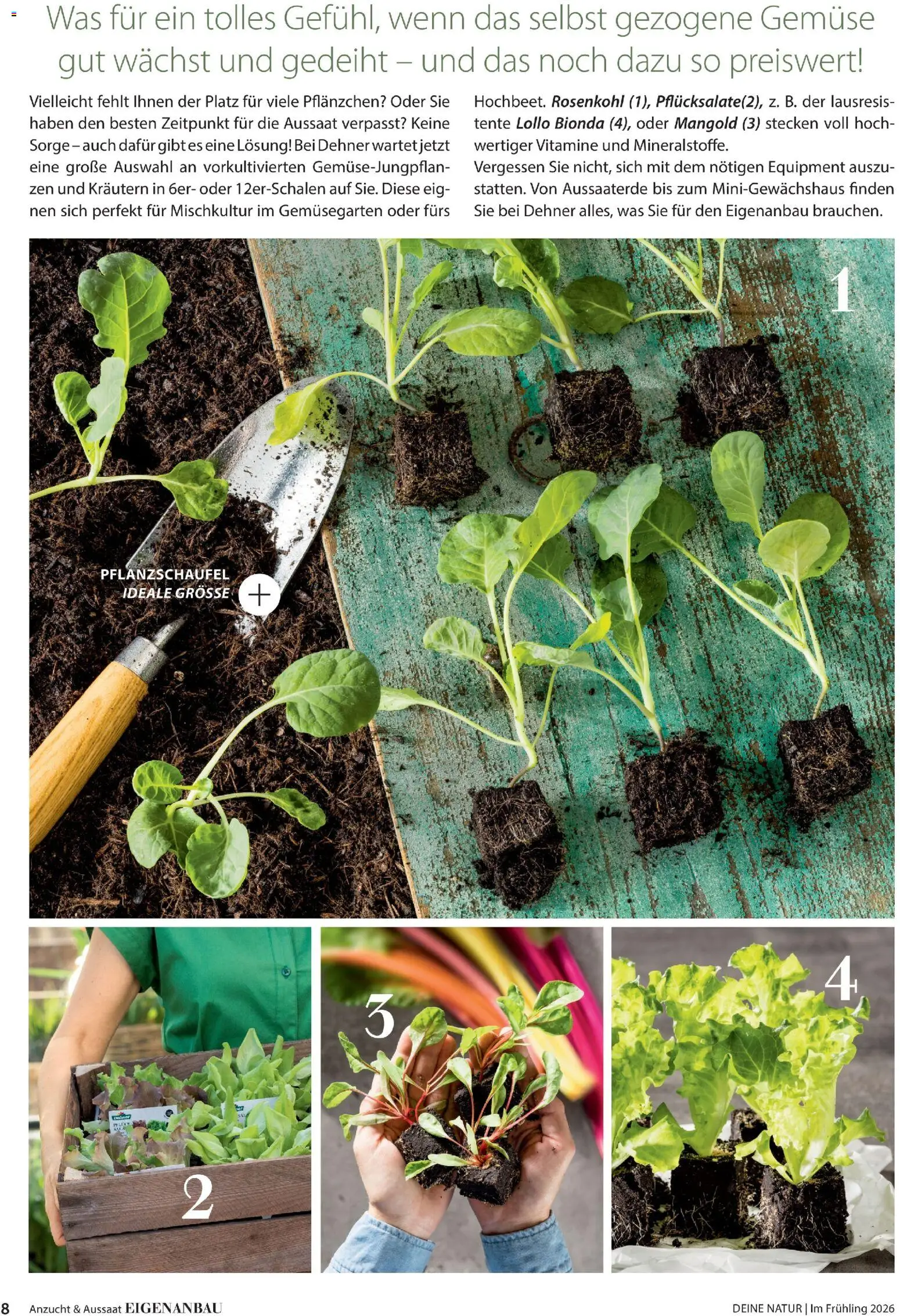 Dehner Flugblatt gültig ab 05.03.2026 | Seite: 8 | Produkte: Gemüse