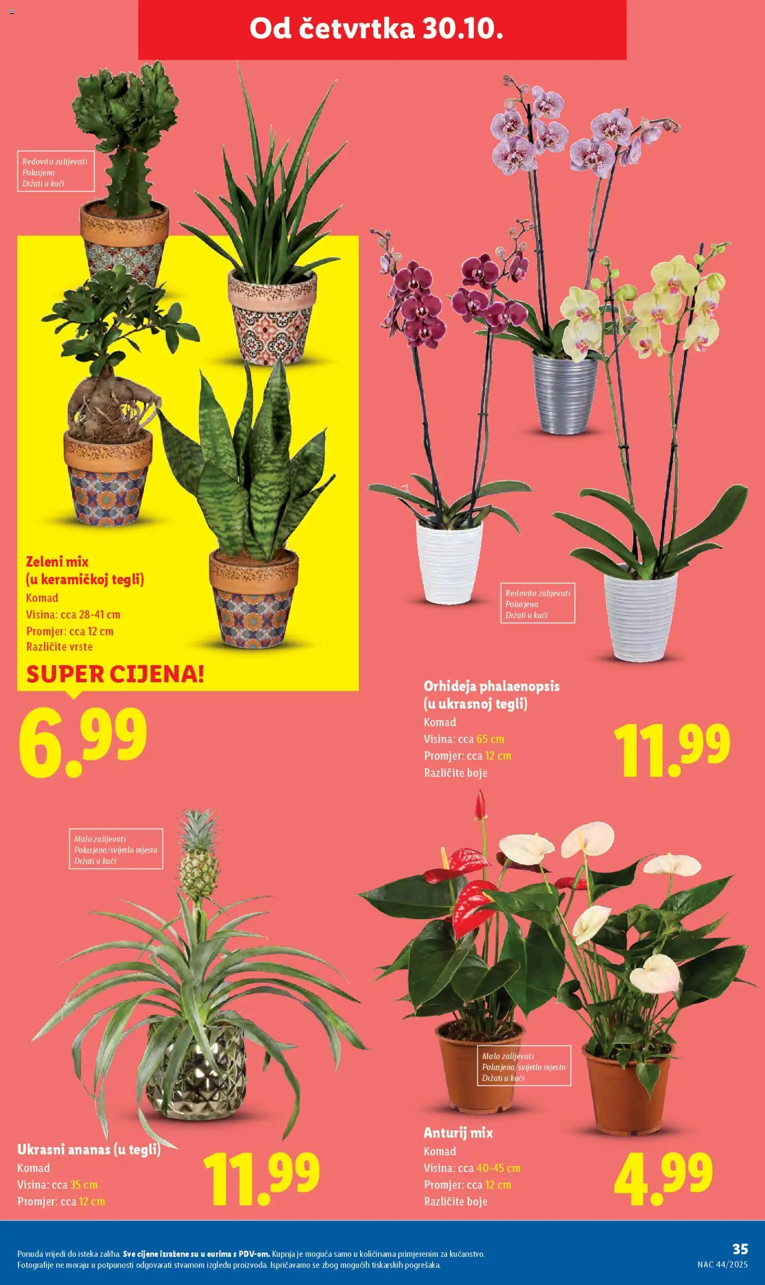 Lidl katalog | vrijedi od 29.10.2025 | Stranica: 35 | Proizvodi: Orhideja, Ananas