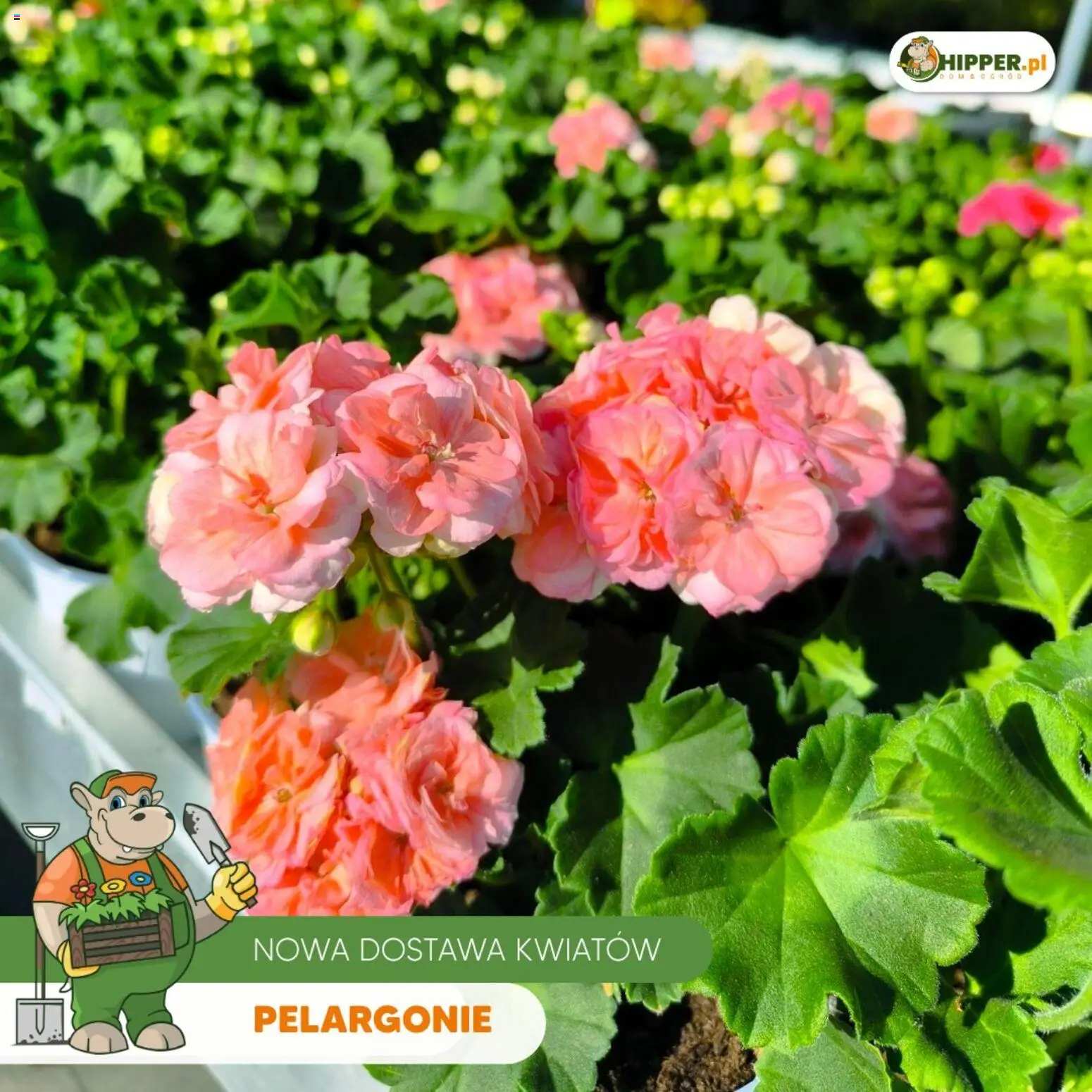 Hipper gazetka od 24.04.2026 | Strona: 4