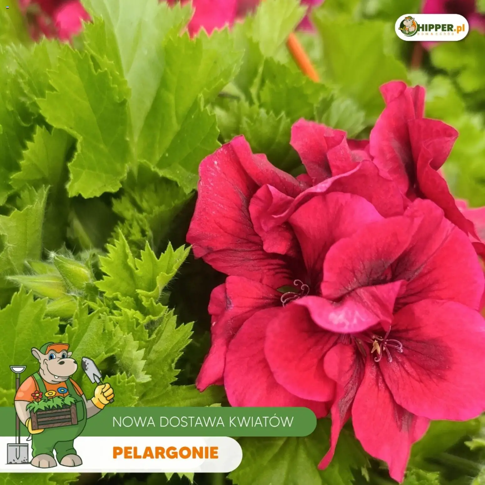 Hipper gazetka od 24.04.2026 | Strona: 8