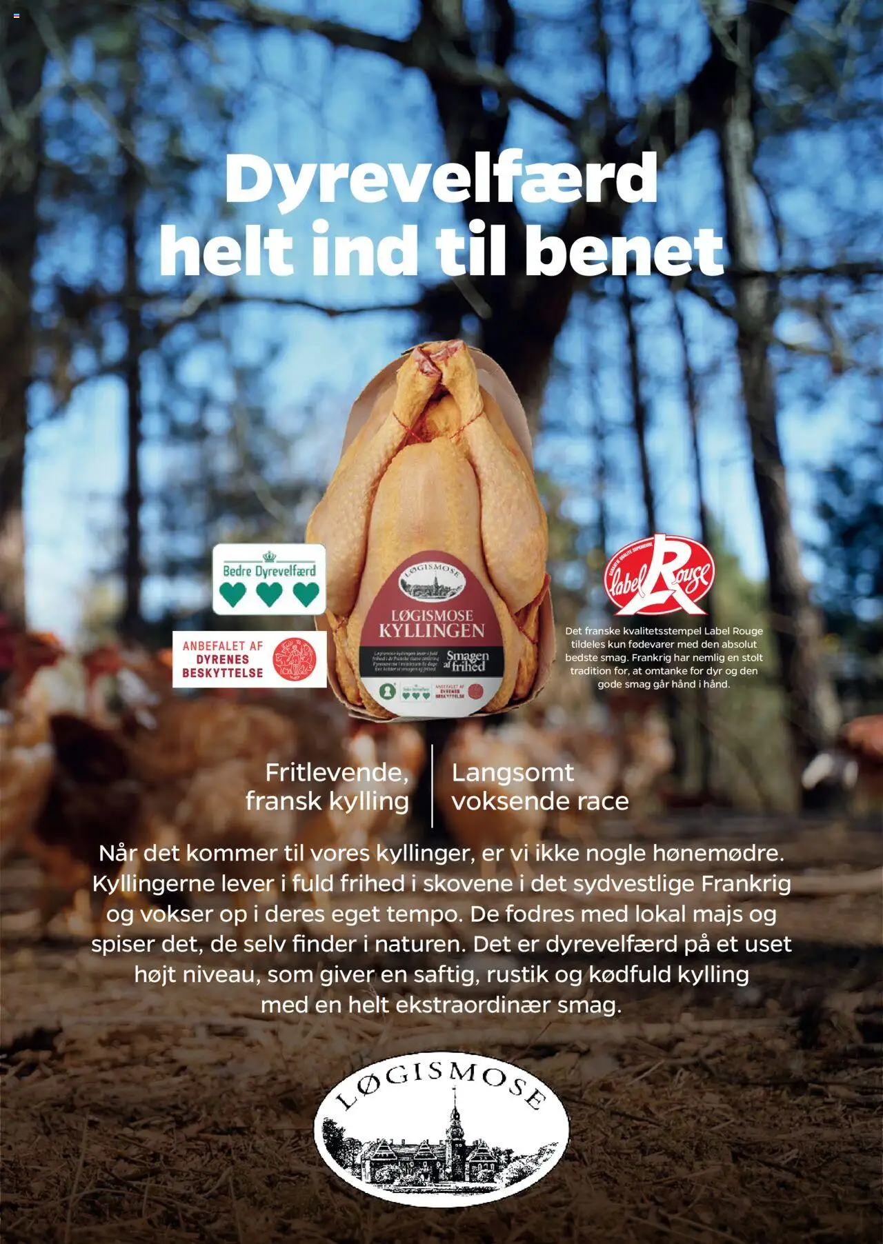 Netto Tilbudsavis gyldig fra 02.08.2025 | Side: 18 | Produkter: Majs, Søm