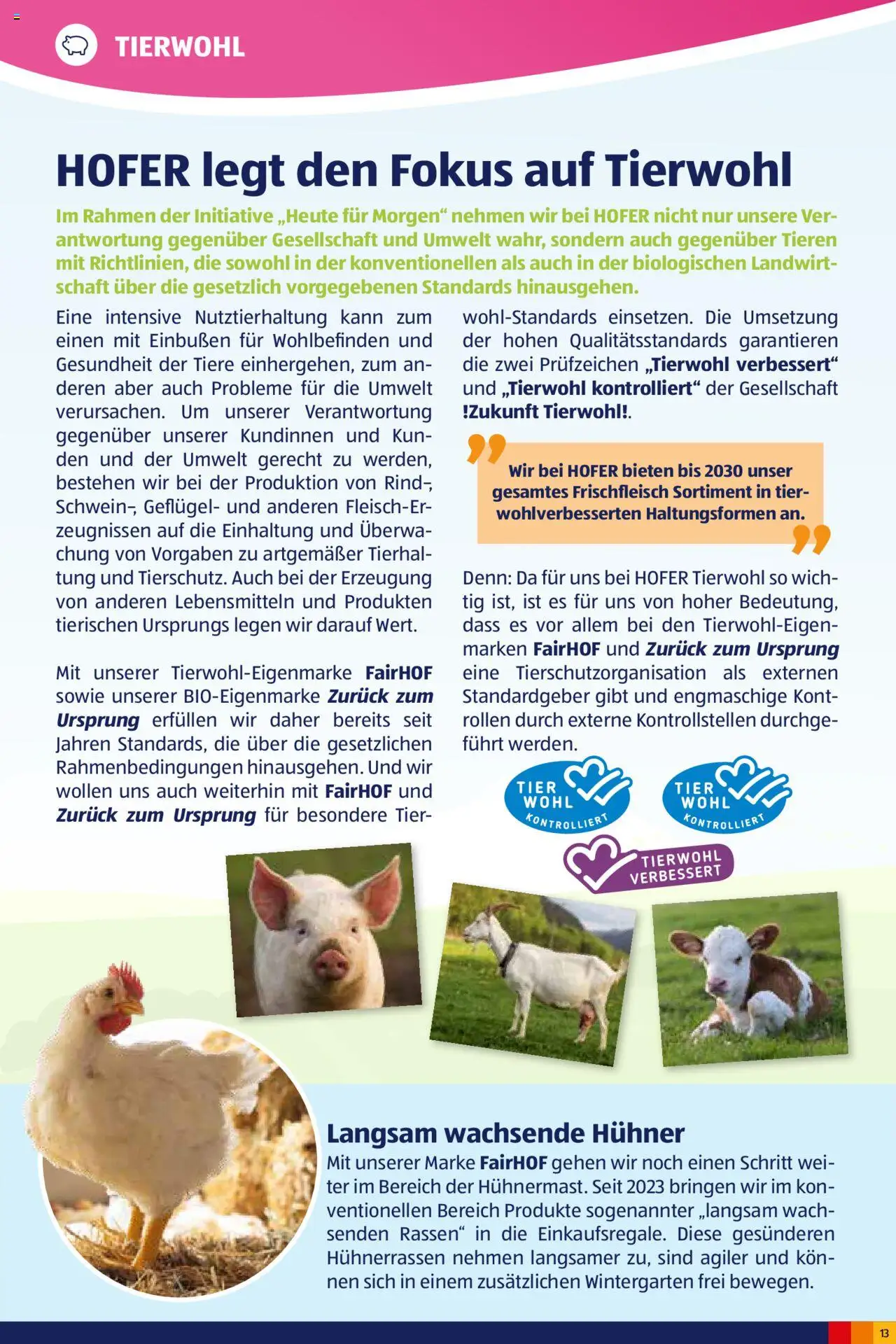 Hofer Heute für Morgen-Magazin gültig ab 02.10.2024 | Seite: 13