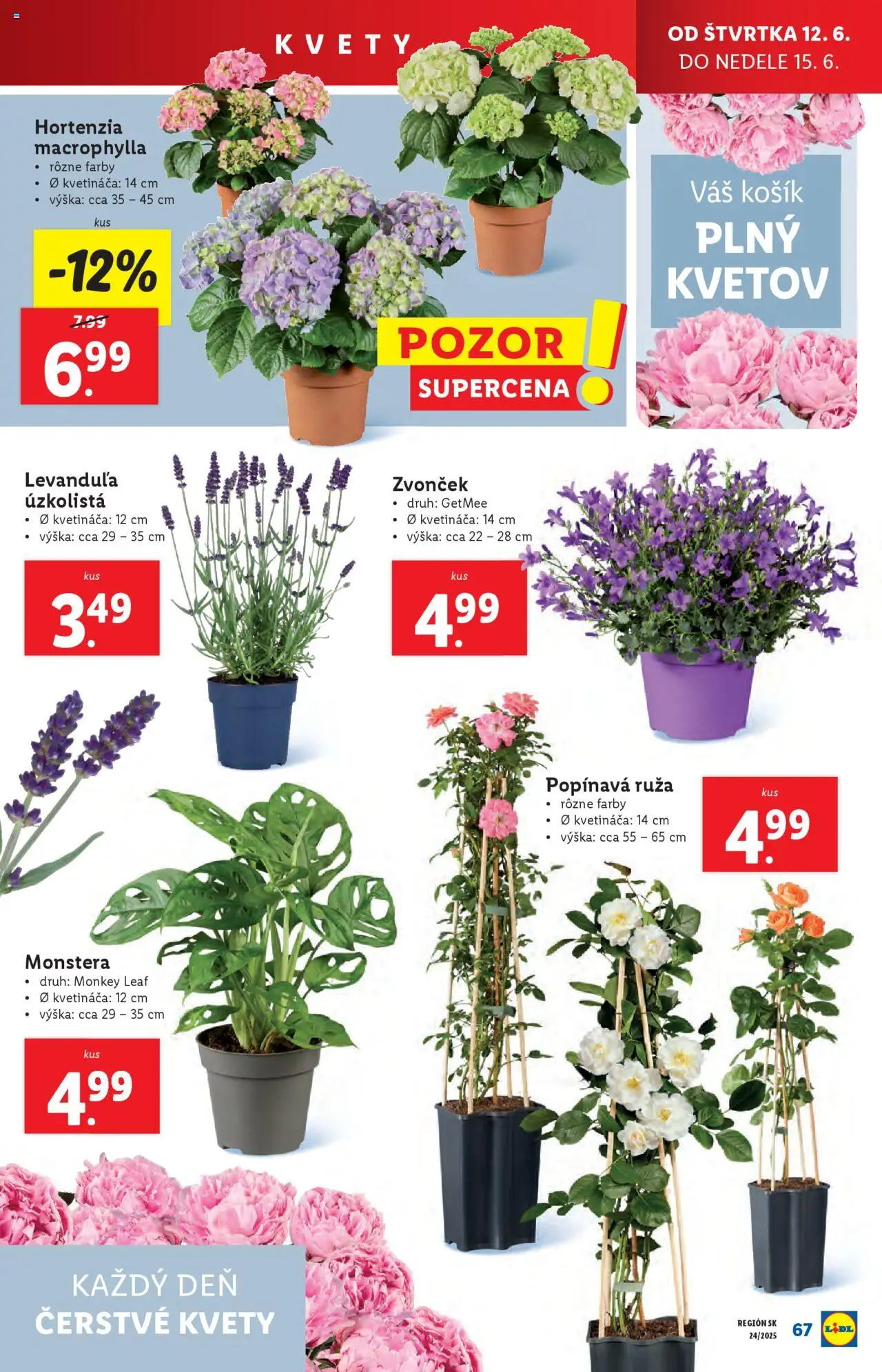 Lidl leták │ platný od 09.06.2025 | Strana: 81 | Produkty: Zvonček, Kvety