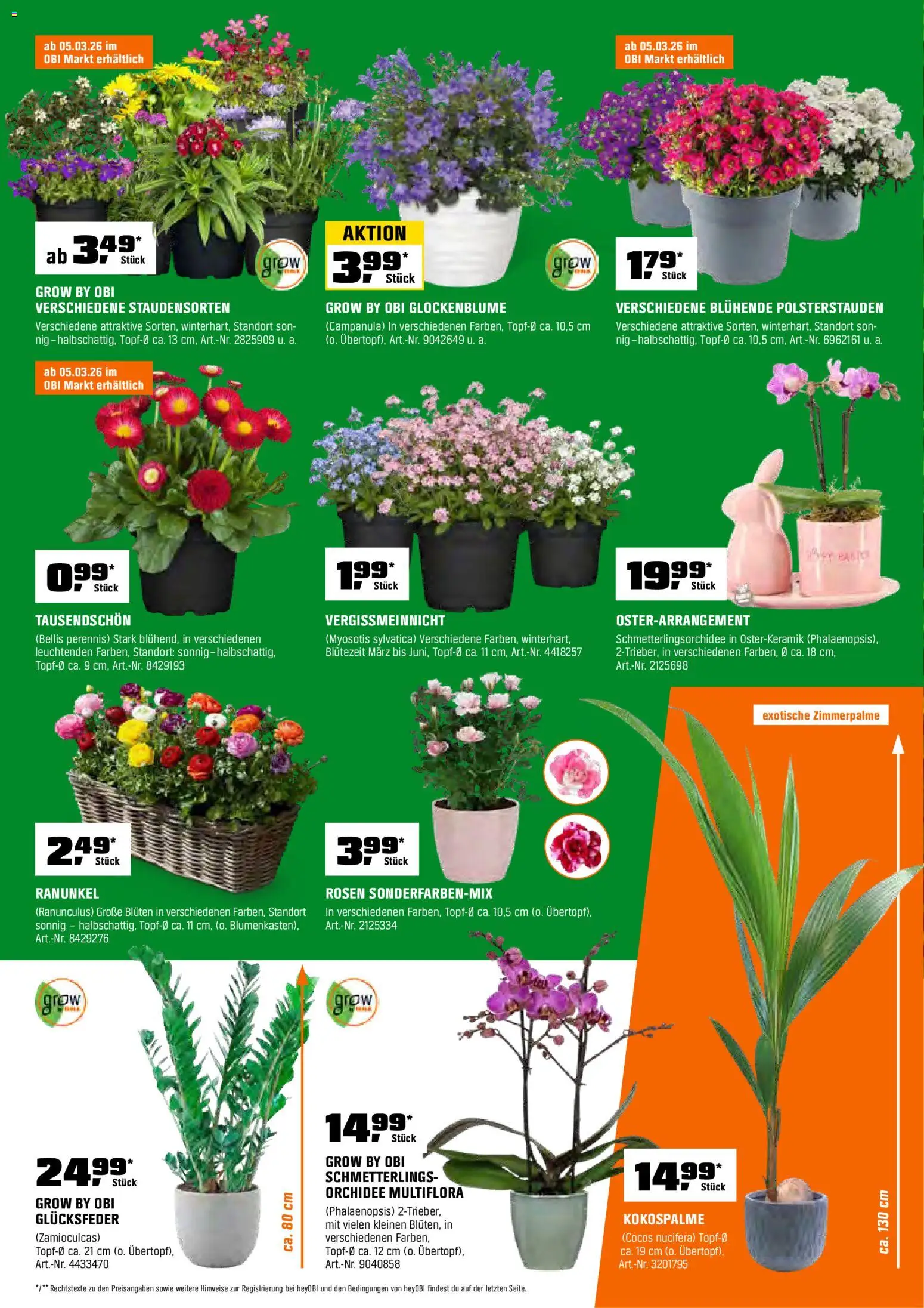 Obi Prospekt 	 – gültig ab 01.03.2026 | Seite: 8 | Produkte: Orchidee