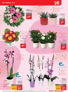 Spar katalog akcije – veljaven od 04.03.2026 | Stran: 7 | Izdelki: Šopek