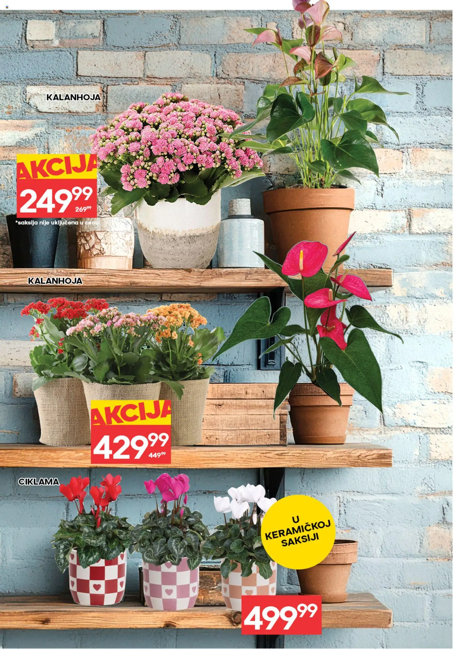 Idea katalog - važi od 05.03.2026 | Strana: 5 | Proizvode: Kalanhoja