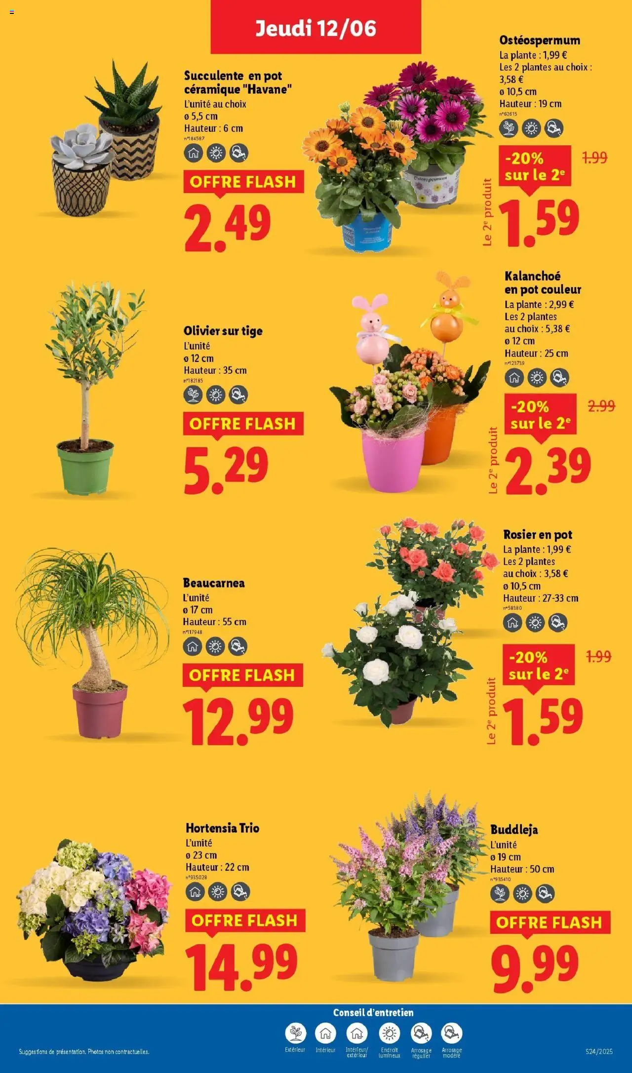  | Page: 29 | Produits: Rosier, Rosier en pot, Plantes, Olivier sur tige