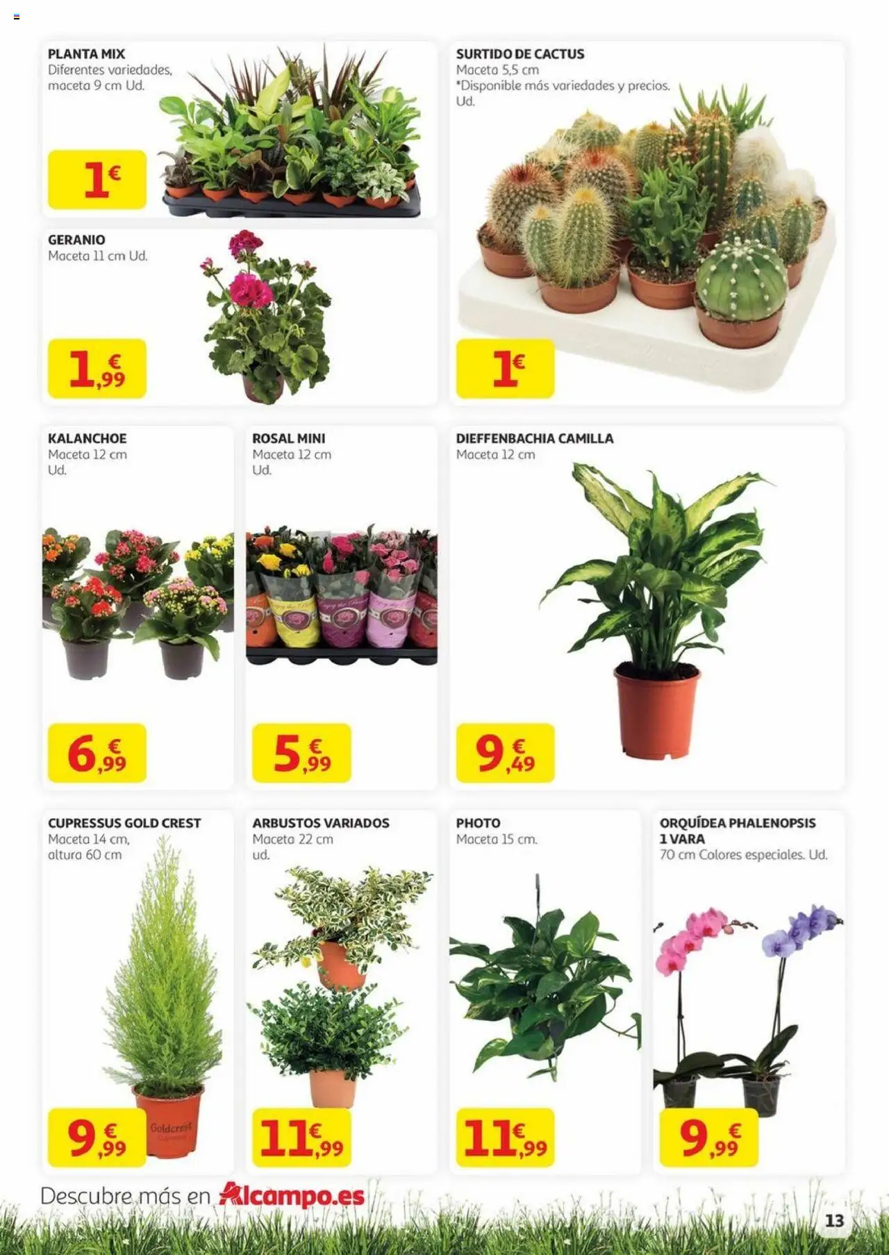 Alcampo - Aire libre │ válido desde el 29.05.2025 | Página: 13 | Productos: Maceta
