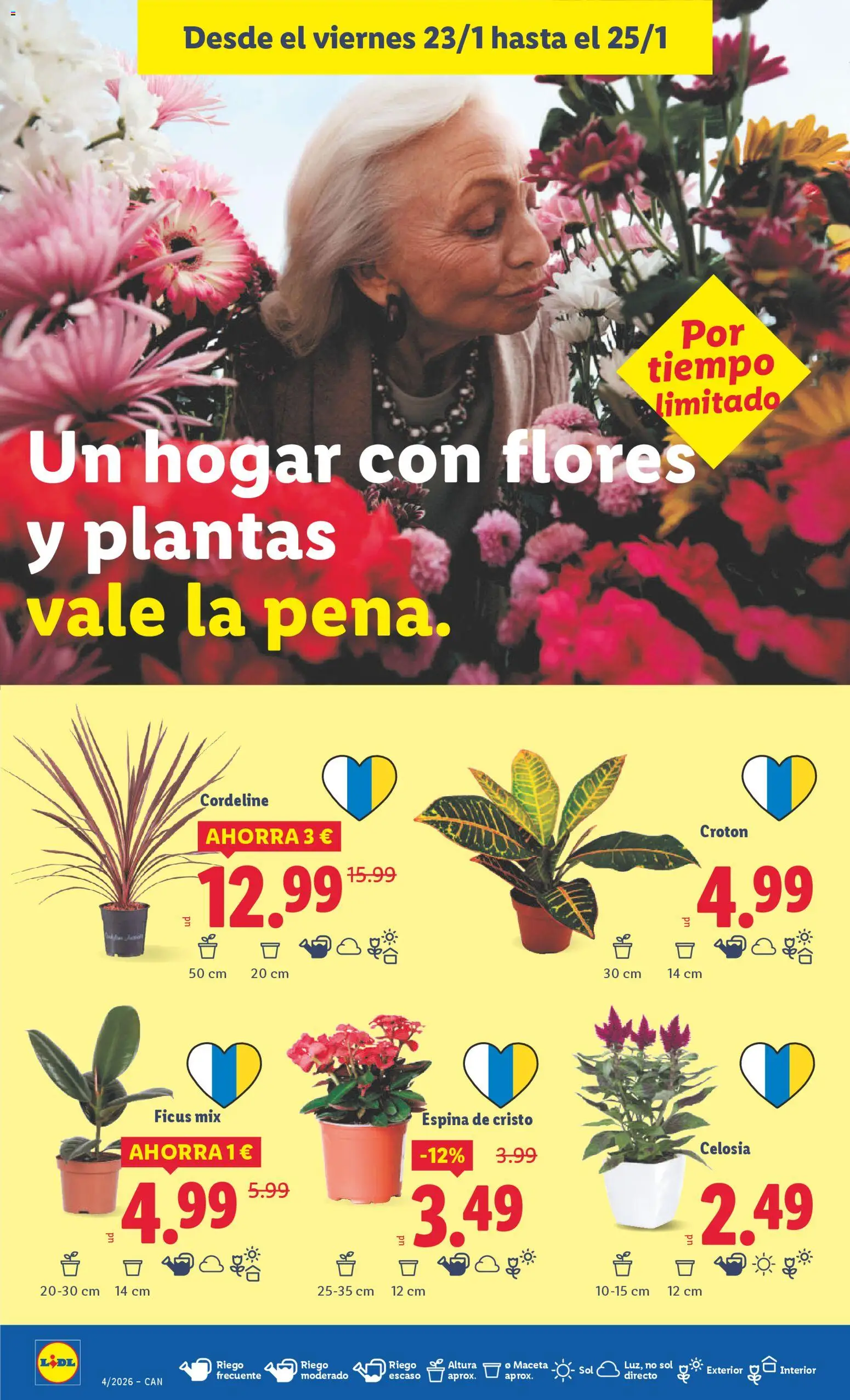 Lidl - Canarias │ válido desde el 19.01.2026 | Página: 36 | Productos: Maceta