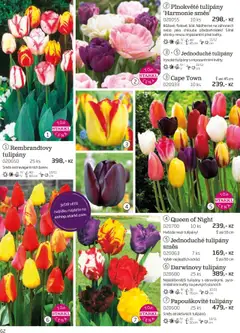 Náhled letáku Starkl katalog podzim 2025 od 01.08.2025 | Strana: 62 | Produkty: Tulipány
