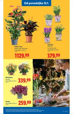 Lidl katalog - pregled Lidl kataloga - važi od 08.01.2026 | Strana: 51 | Proizvode: Cvece