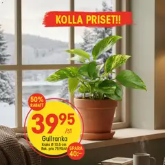 EKO - erbjudanden - Förhandsvisning av reklamblad från butik EKO aktuell från 28.01.2026 | Sida: 5 | Produkter: Kruka