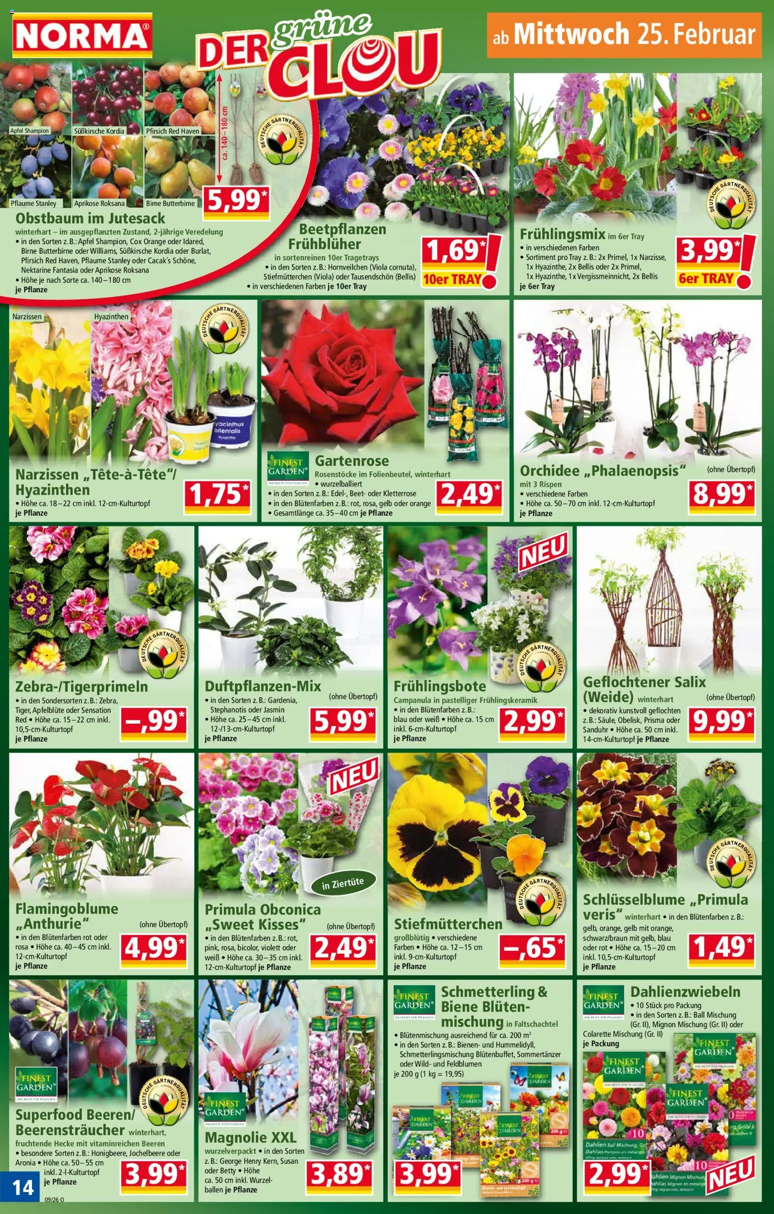 Norma Prospekt 	 – gültig ab 23.02.2026 | Seite: 14 | Produkte: Stiefmutterchen, Orchidee, Äpfel, Pfirsich